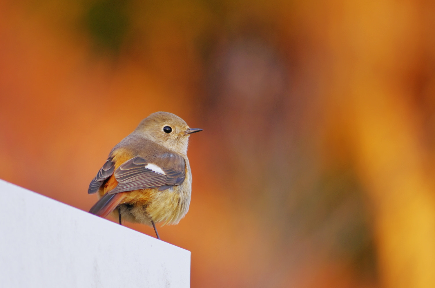 smc PENTAX-DA L 55-300mm F4-5.8 ED sample photo. Redstart Ⅱ photography