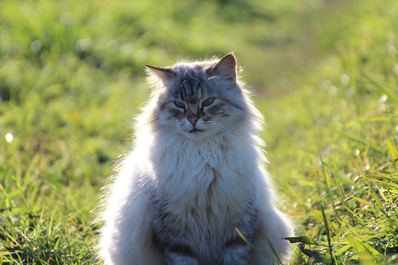 Tamron SP 35mm F1.8 Di VC USD sample photo. A cat posing for photos photography