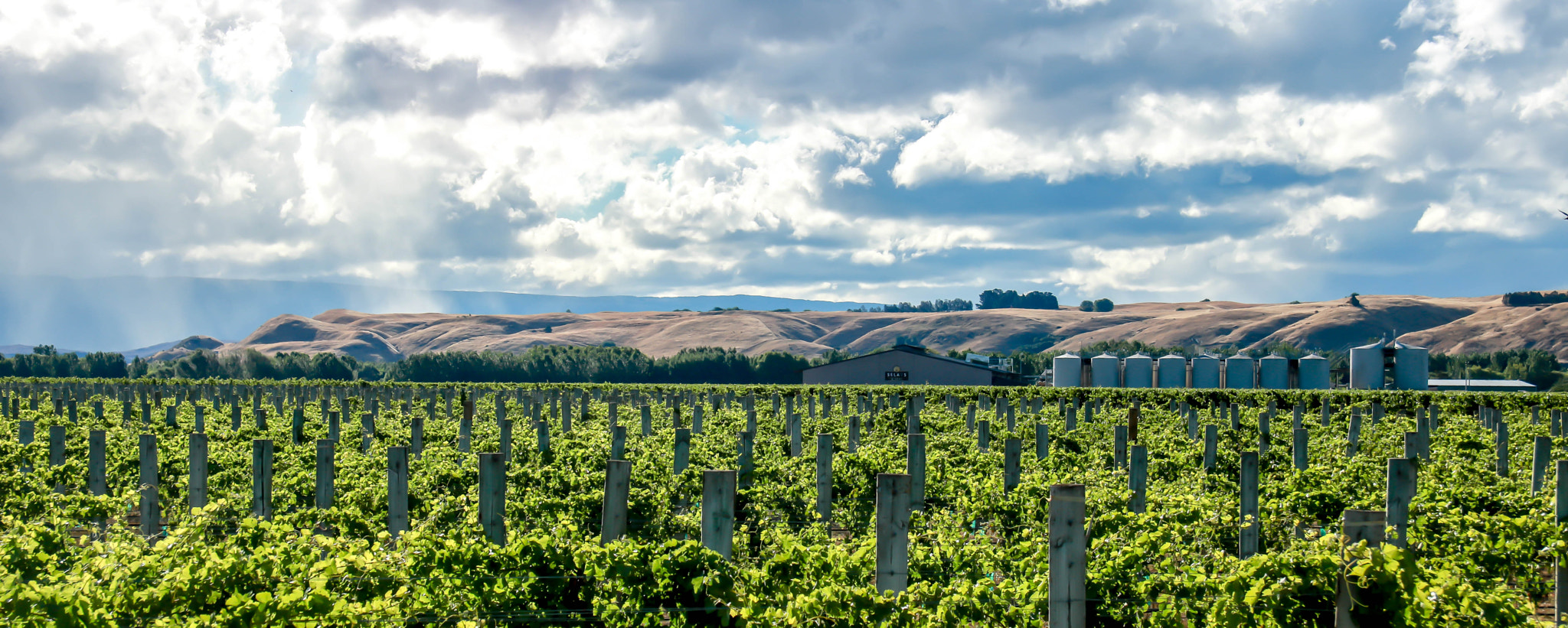 Canon EF-S 17-85mm F4-5.6 IS USM sample photo. Selaks winery, hawkes bay, new zealand photography