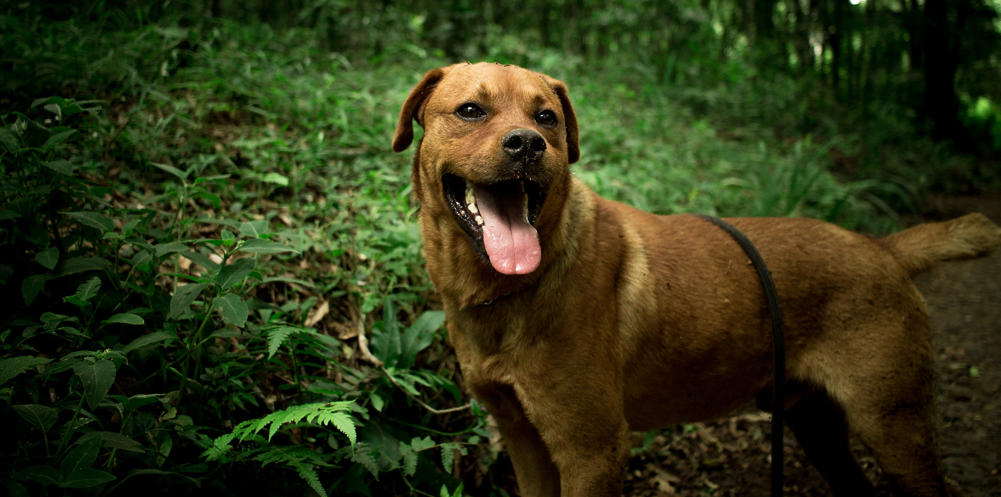 Canon EF-S 24mm F2.8 STM sample photo. Bark photography