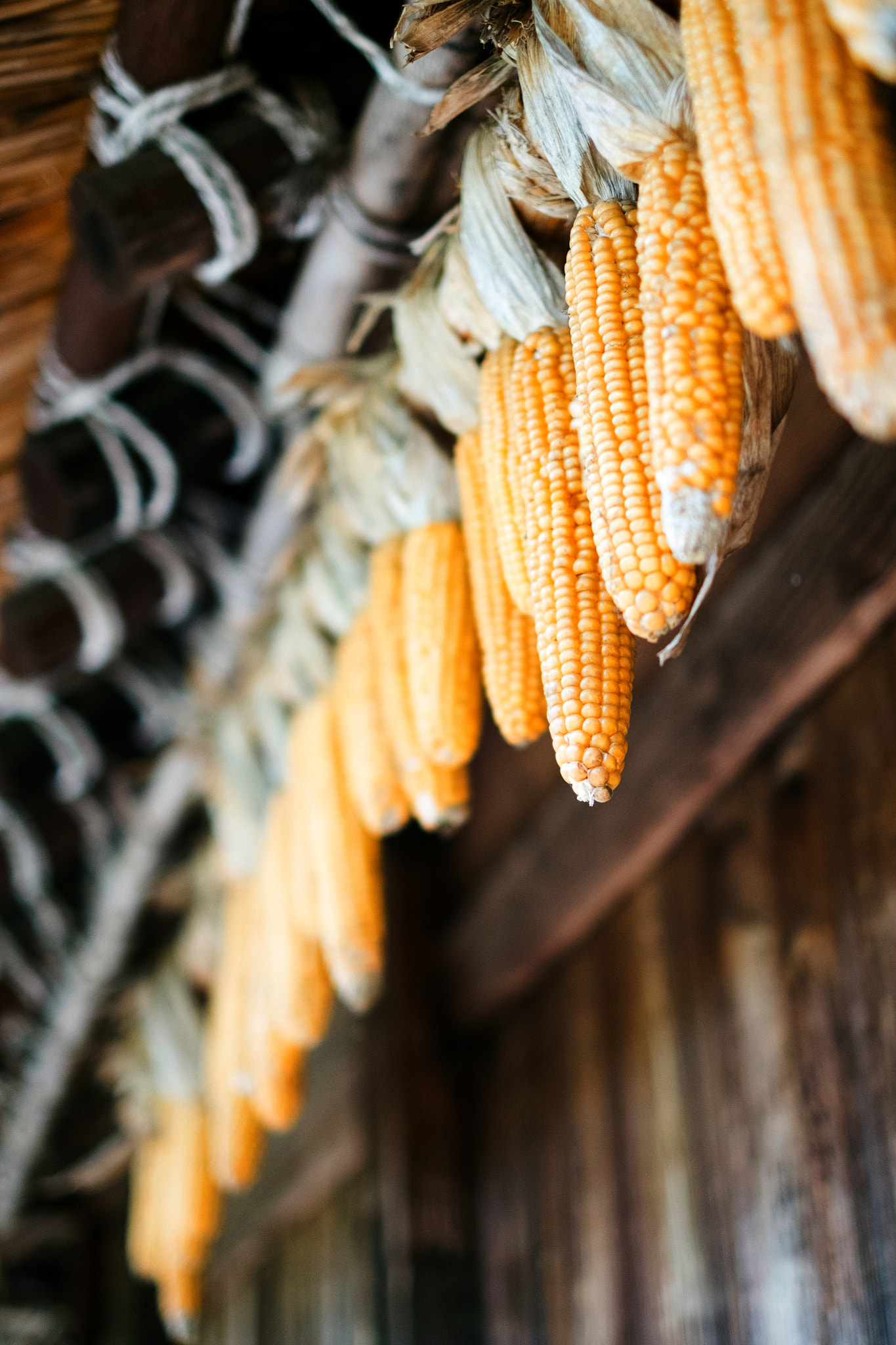 Fujifilm X-M1 + Fujifilm XF 35mm F1.4 R sample photo. Corn photography