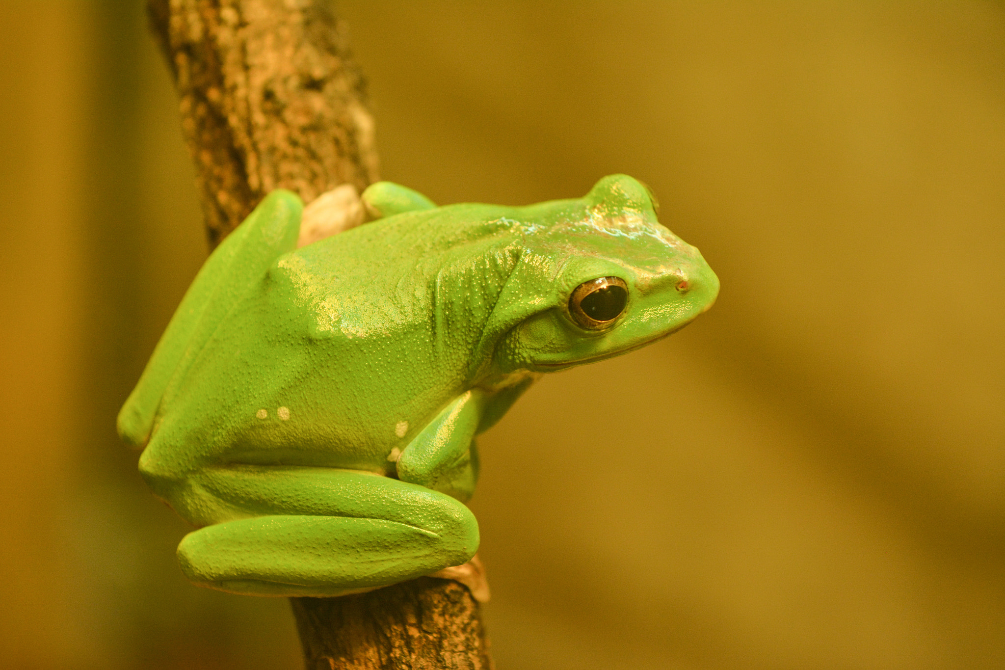 Nikon AF-S Nikkor 70-200mm F4G ED VR sample photo. Frog photography