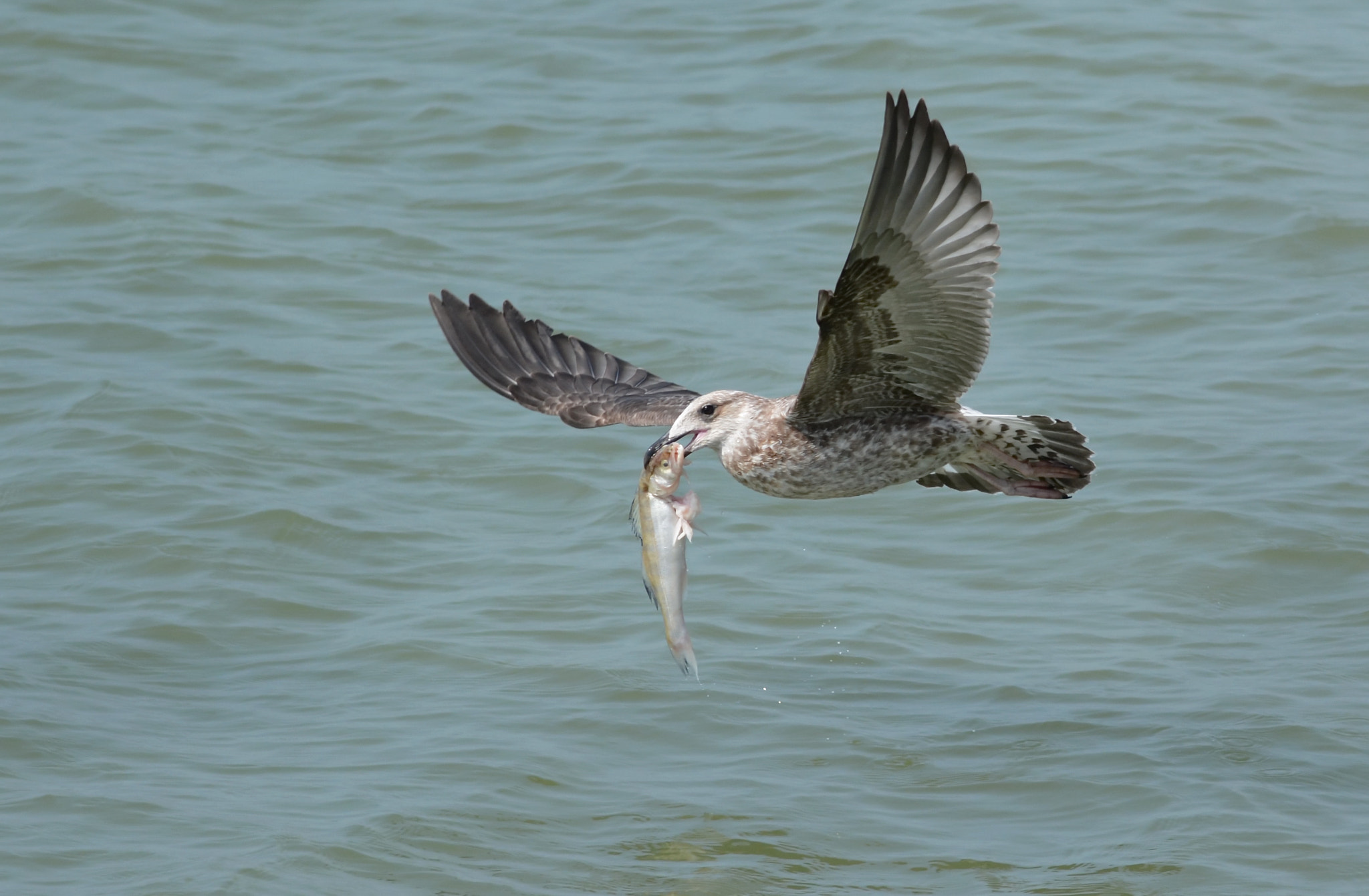 Nikon D7100 + Nikon AF-S Nikkor 300mm F4D ED-IF sample photo. Чайка с добычей. photography