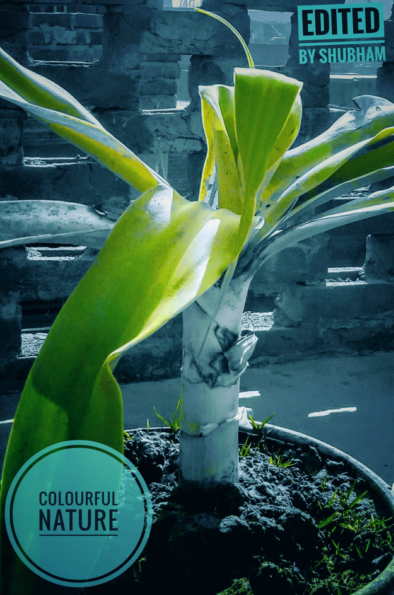 Micromax Canvas A1 sample photo. Colours photography