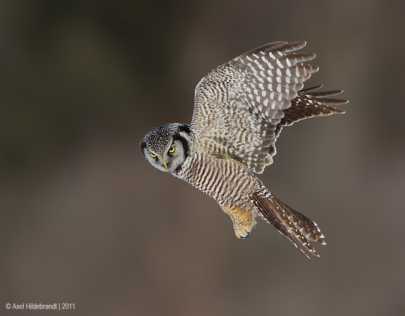 Canon EOS-1D Mark IV + Canon EF 500mm F4L IS USM sample photo. Northern hawk owl photography