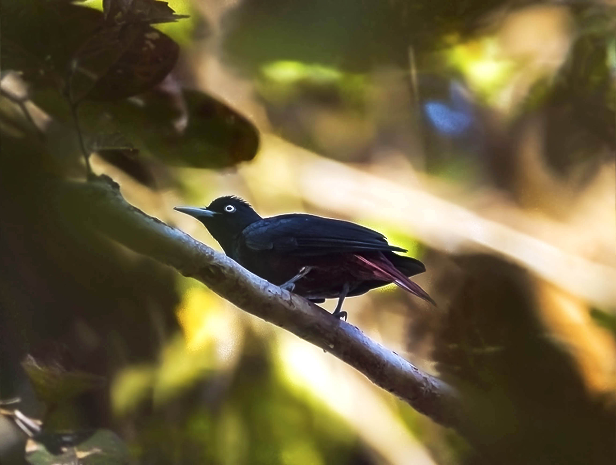 Nikon D5500 sample photo. Maroon oriel.  photography
