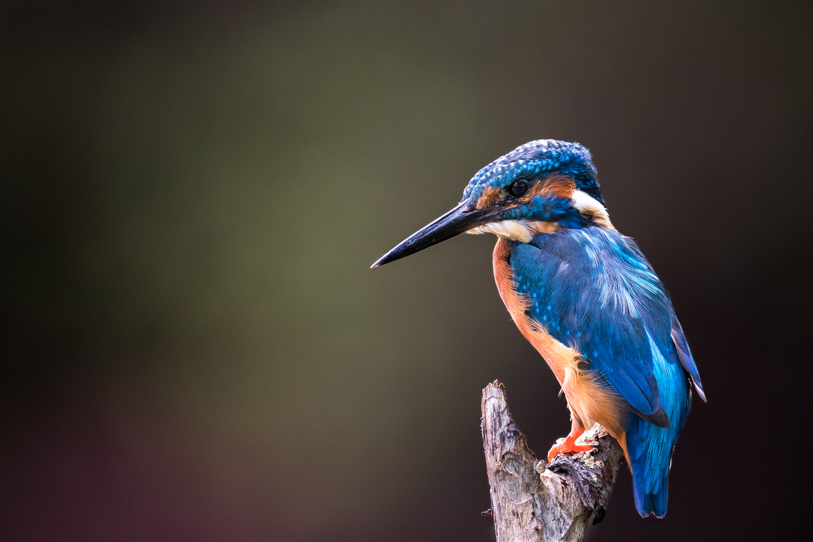 Canon EF 600mm F4L IS II USM sample photo. Martin pecheur photography