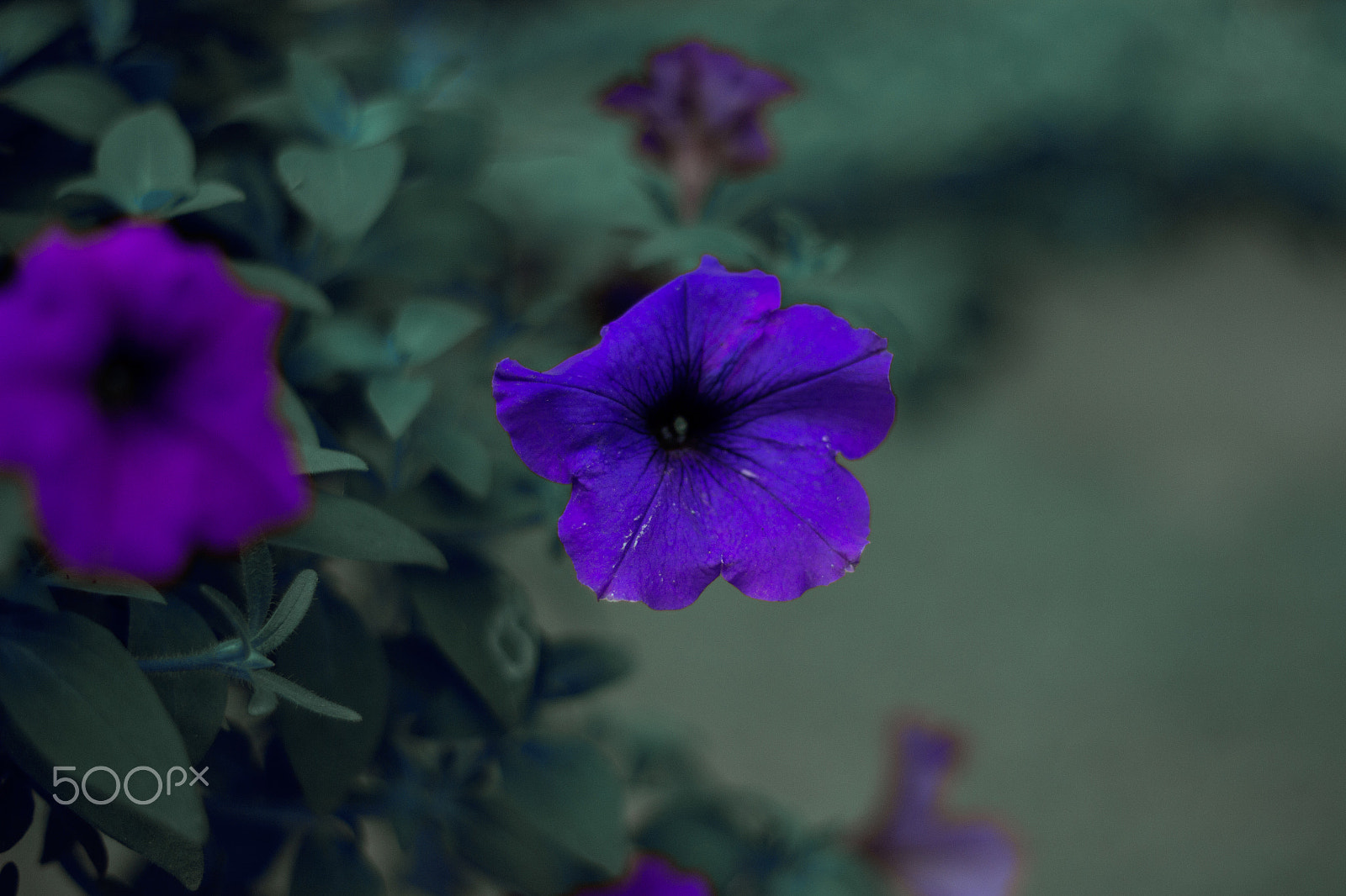 Canon EOS 600D (Rebel EOS T3i / EOS Kiss X5) sample photo. T e t photography