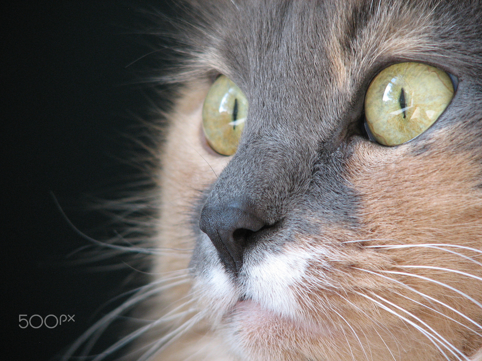 Canon POWERSHOT S2 IS sample photo. Feline focus photography