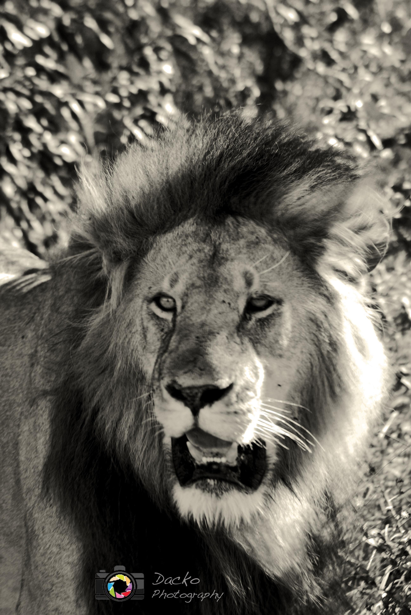 Nikon D80 + Sigma 70-300mm F4-5.6 APO DG Macro sample photo. The lion - kenya photography