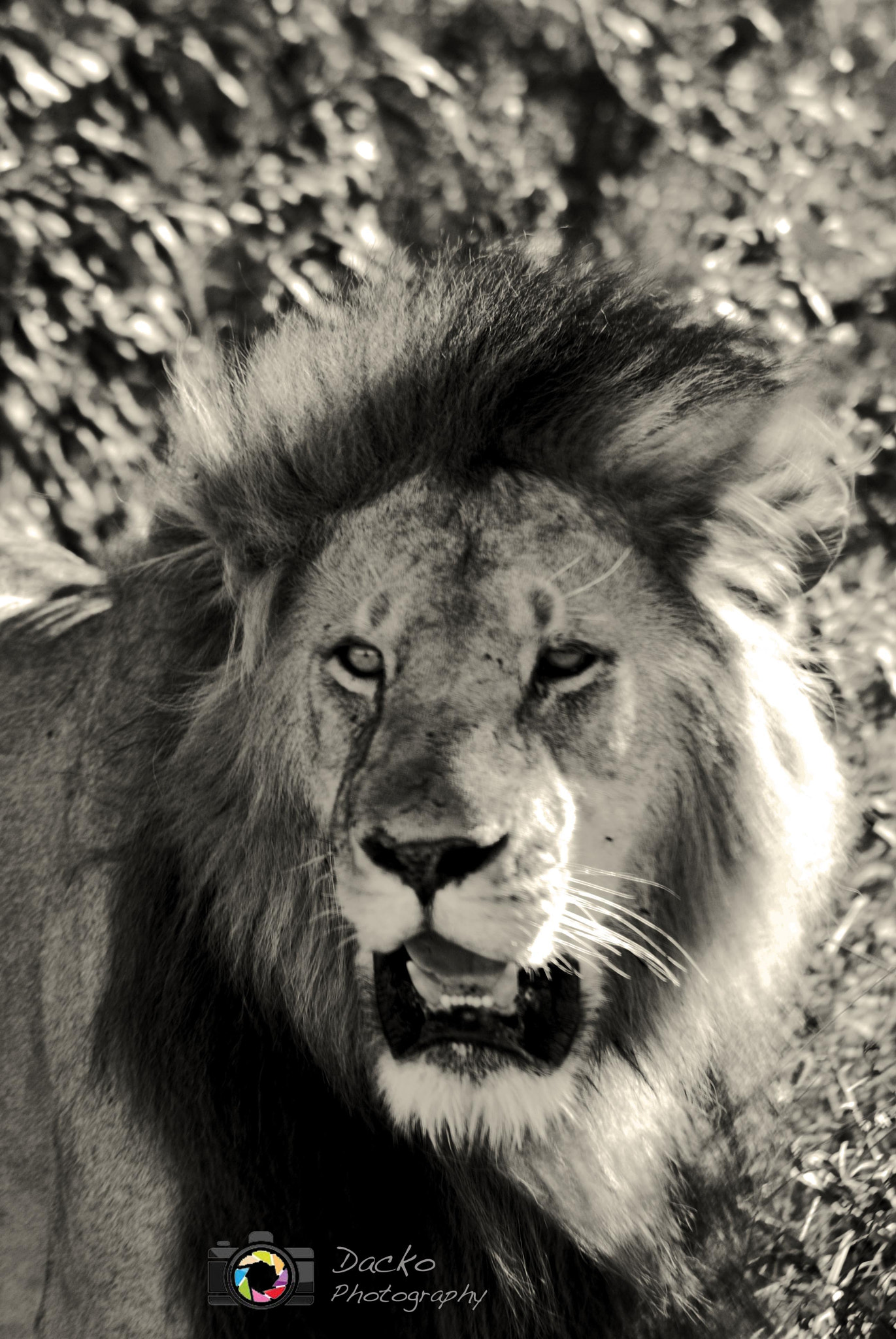 Sigma 70-300mm F4-5.6 APO DG Macro sample photo. The lion - kenya photography