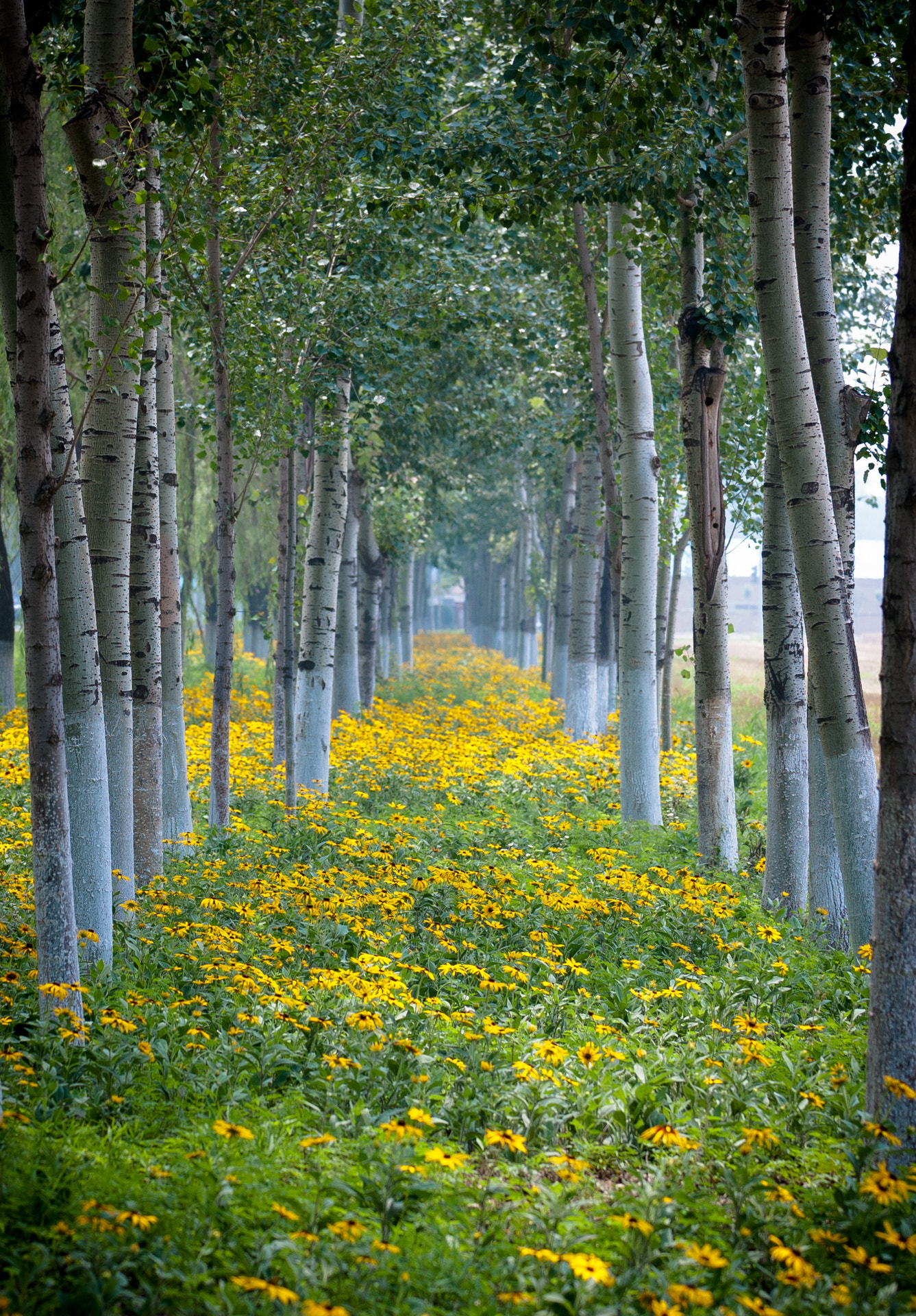 Nikon D80 sample photo. Trees and flowers photography