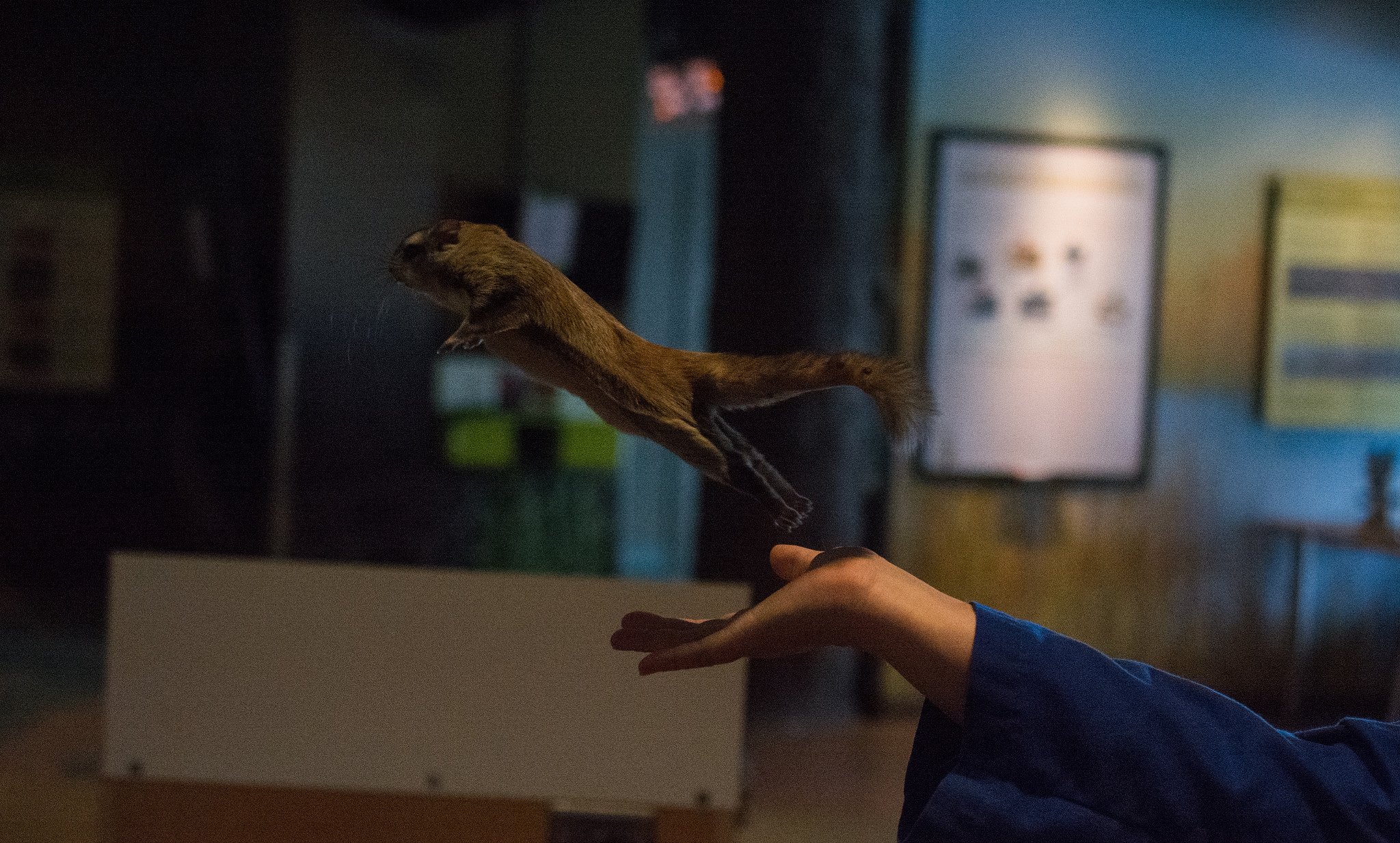 Nikon AF-S DX Micro Nikkor 40mm F2.8 sample photo. Flying squirrel photography