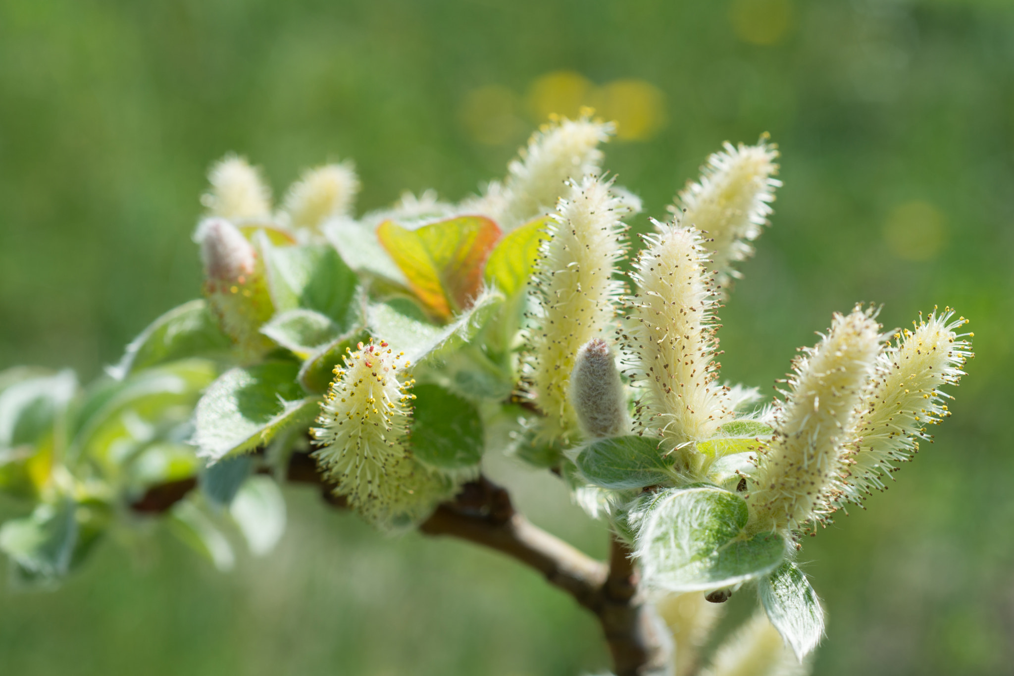 Nikon D800 + Nikon AF Micro-Nikkor 60mm F2.8D sample photo. Willow tree photography