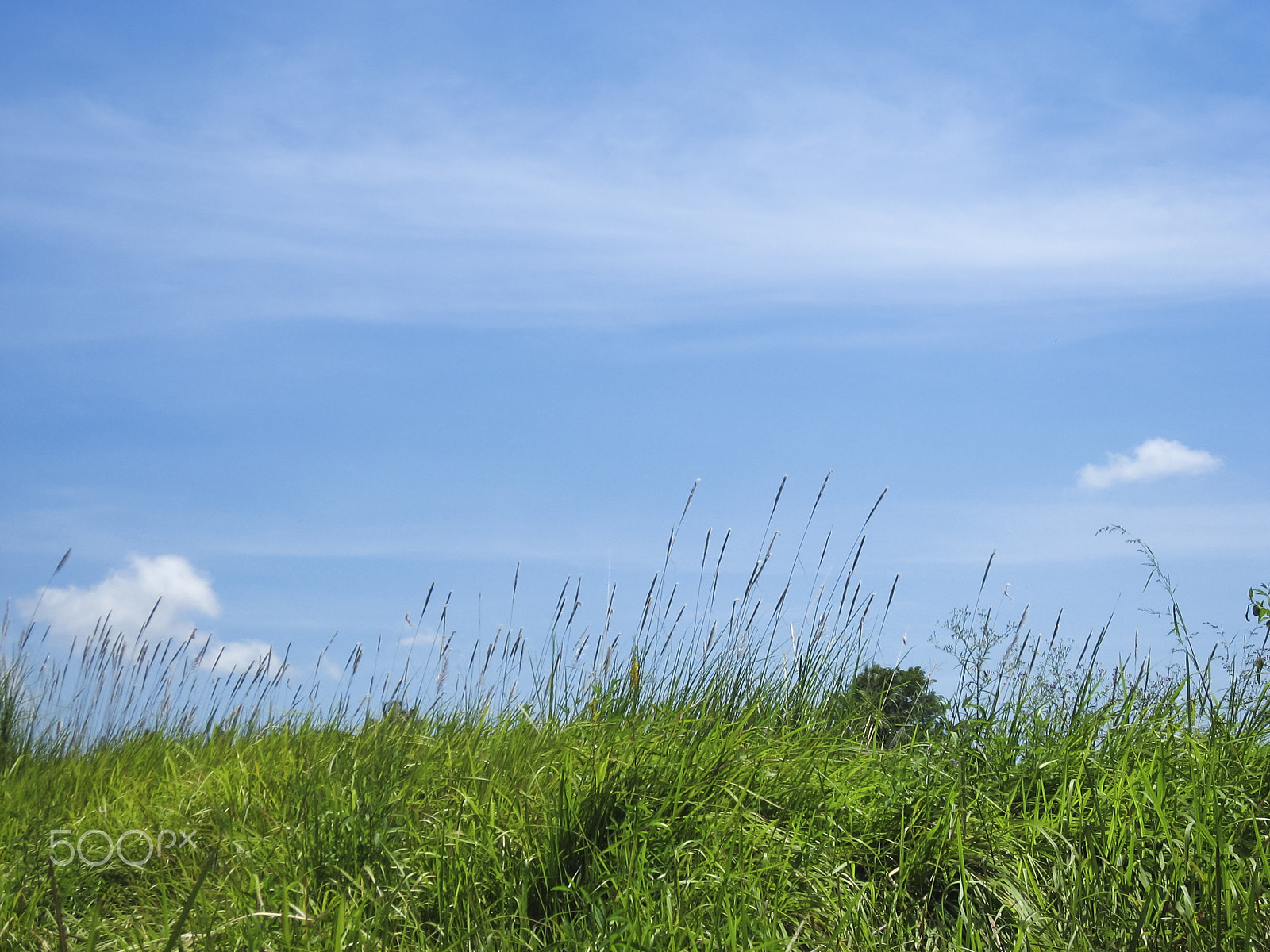 Canon DIGITAL IXUS 800 IS sample photo. Green grass blue sky background photography