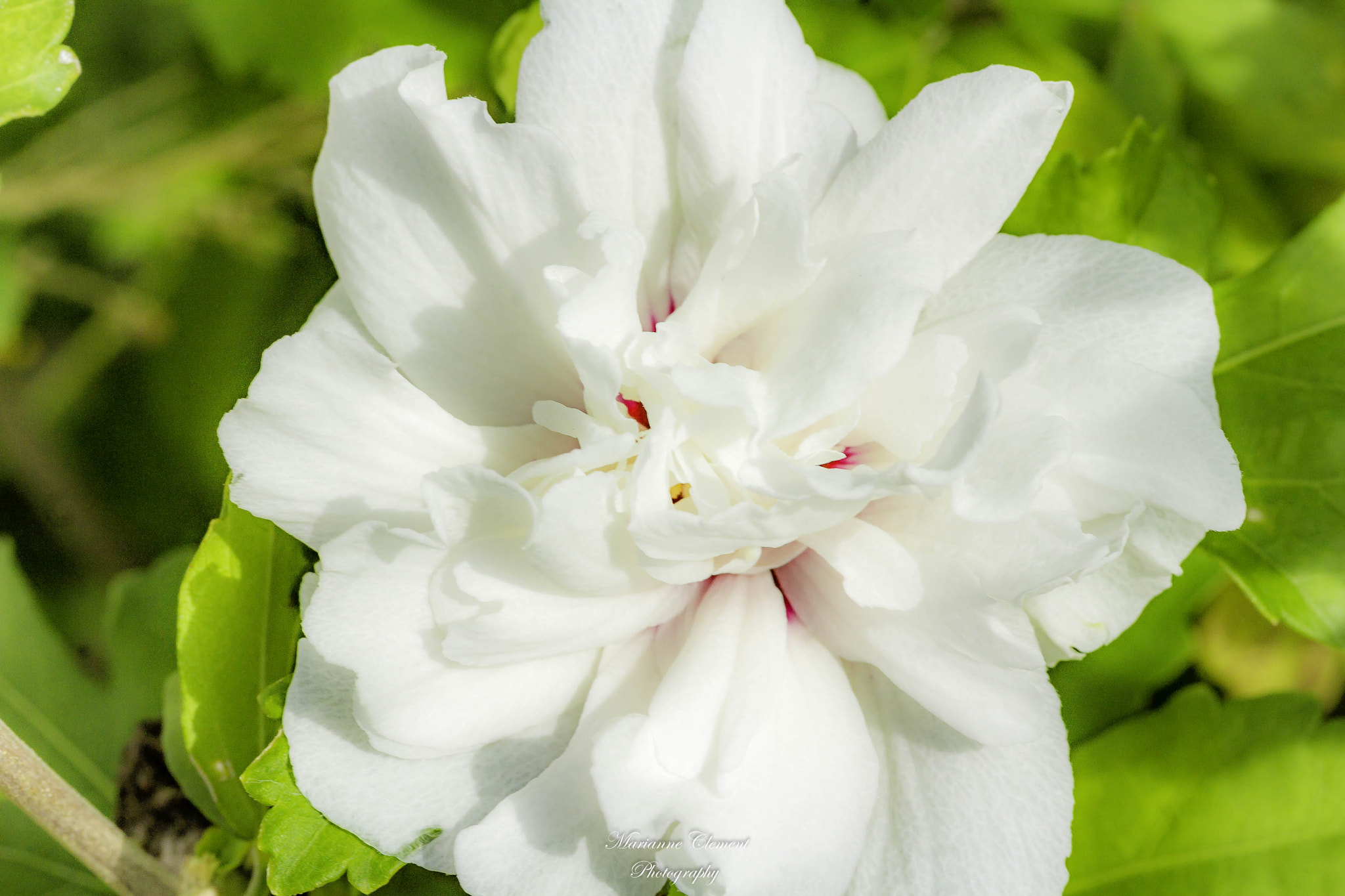 Canon EF-S 60mm F2.8 Macro USM sample photo. Elegant beauty photography
