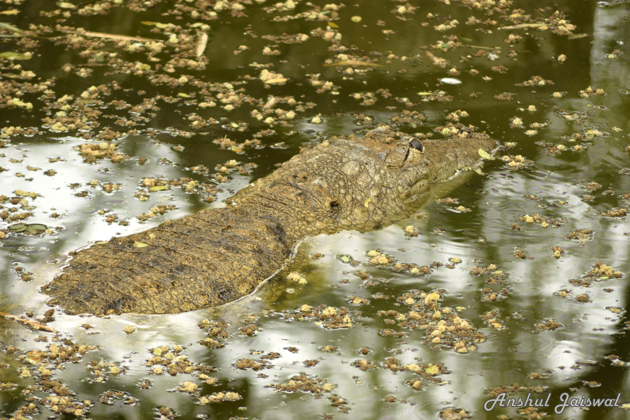 Nikon AF Nikkor 70-300mm F4-5.6G sample photo. Perfect camouflage. ........ photography