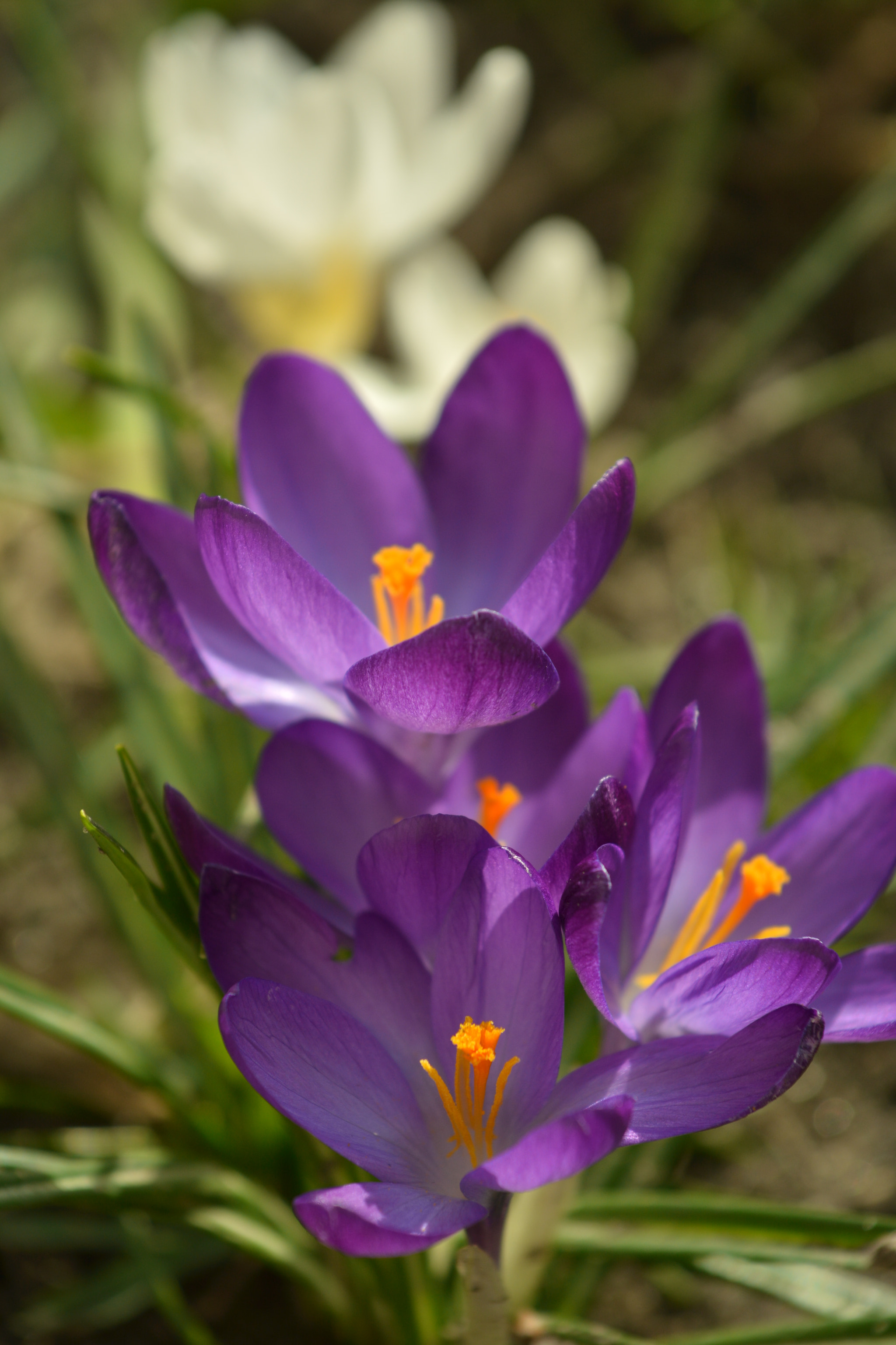 Nikon AF-S Nikkor 70-200mm F4G ED VR sample photo. Crocus photography