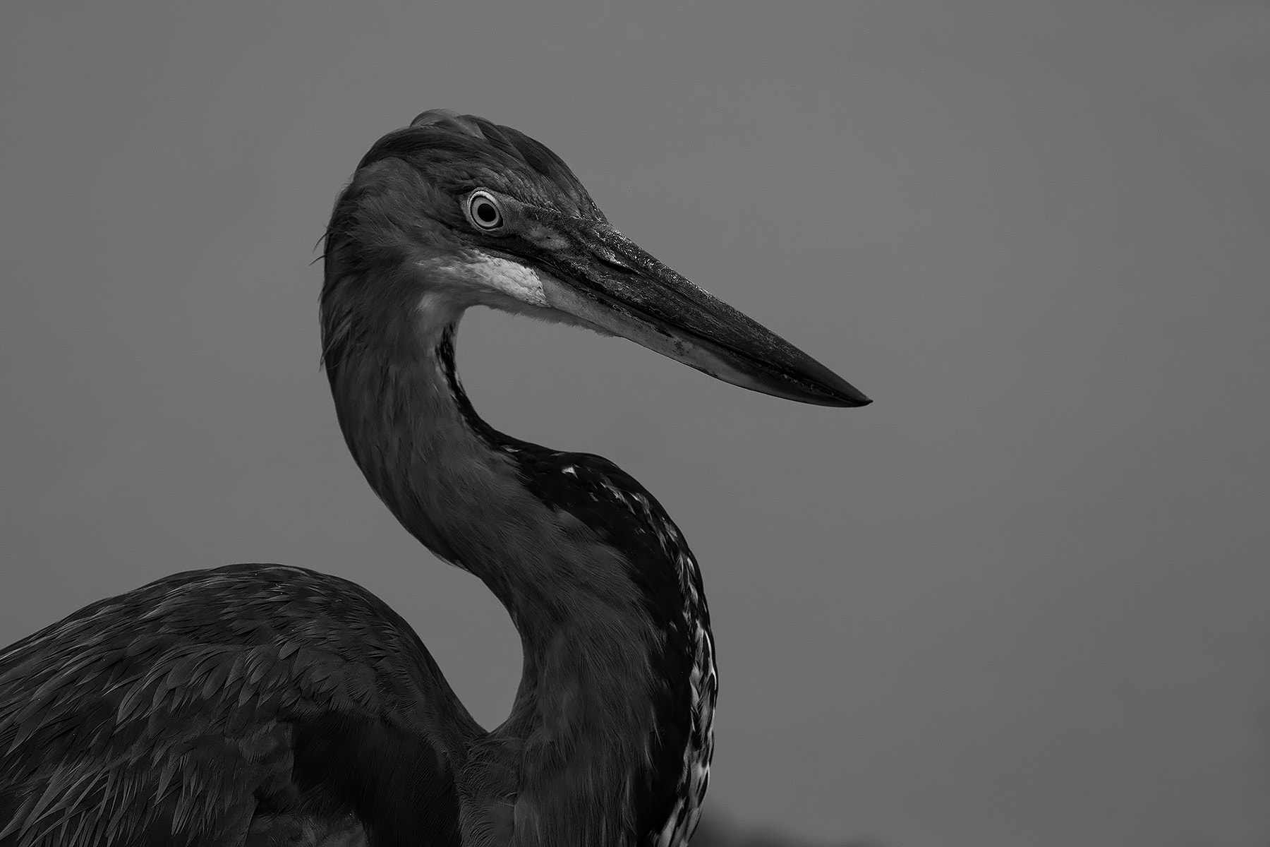 Canon EF 600mm F4L IS II USM sample photo. Heron (b&w) photography