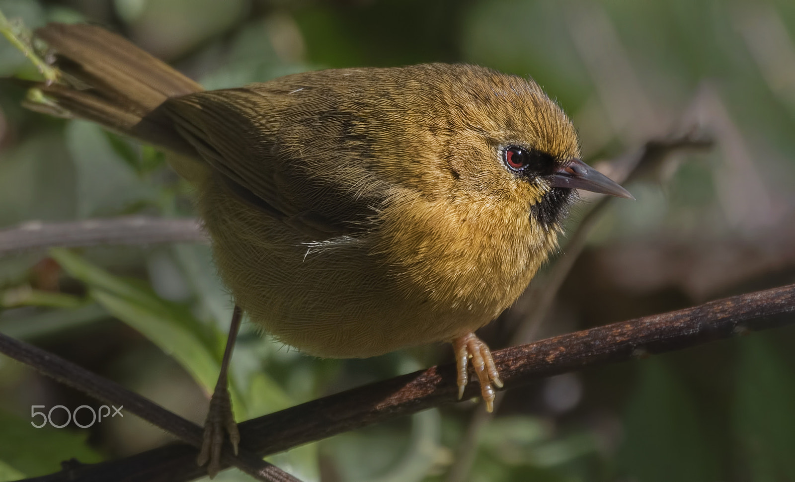 Nikon D750 + Nikon AF-S Nikkor 500mm F4G ED VR sample photo. Black-chinned babbler photography