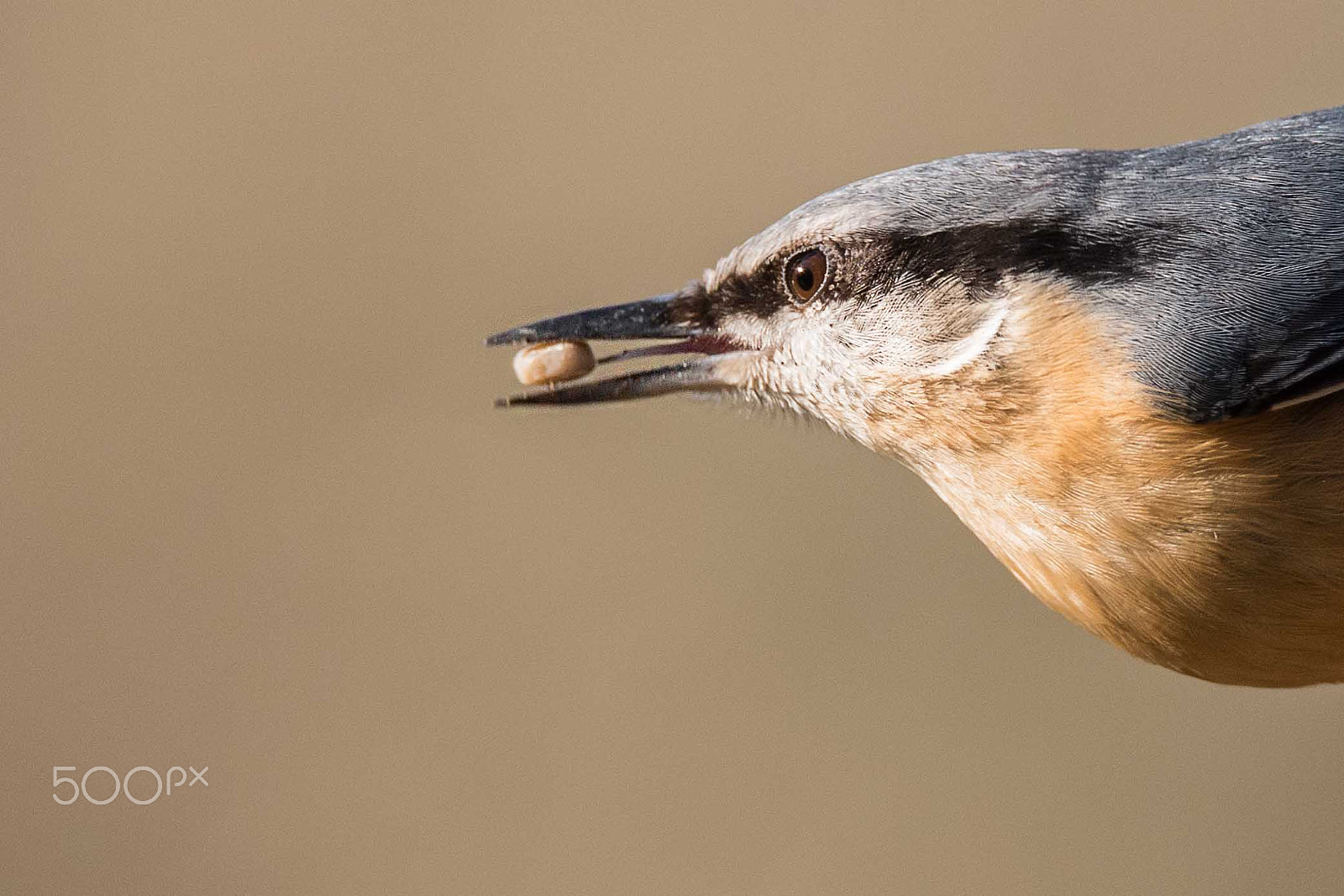 Nikon D750 + Sigma 150-600mm F5-6.3 DG OS HSM | S sample photo. Another nuthatch image, i like nuthatches! photography