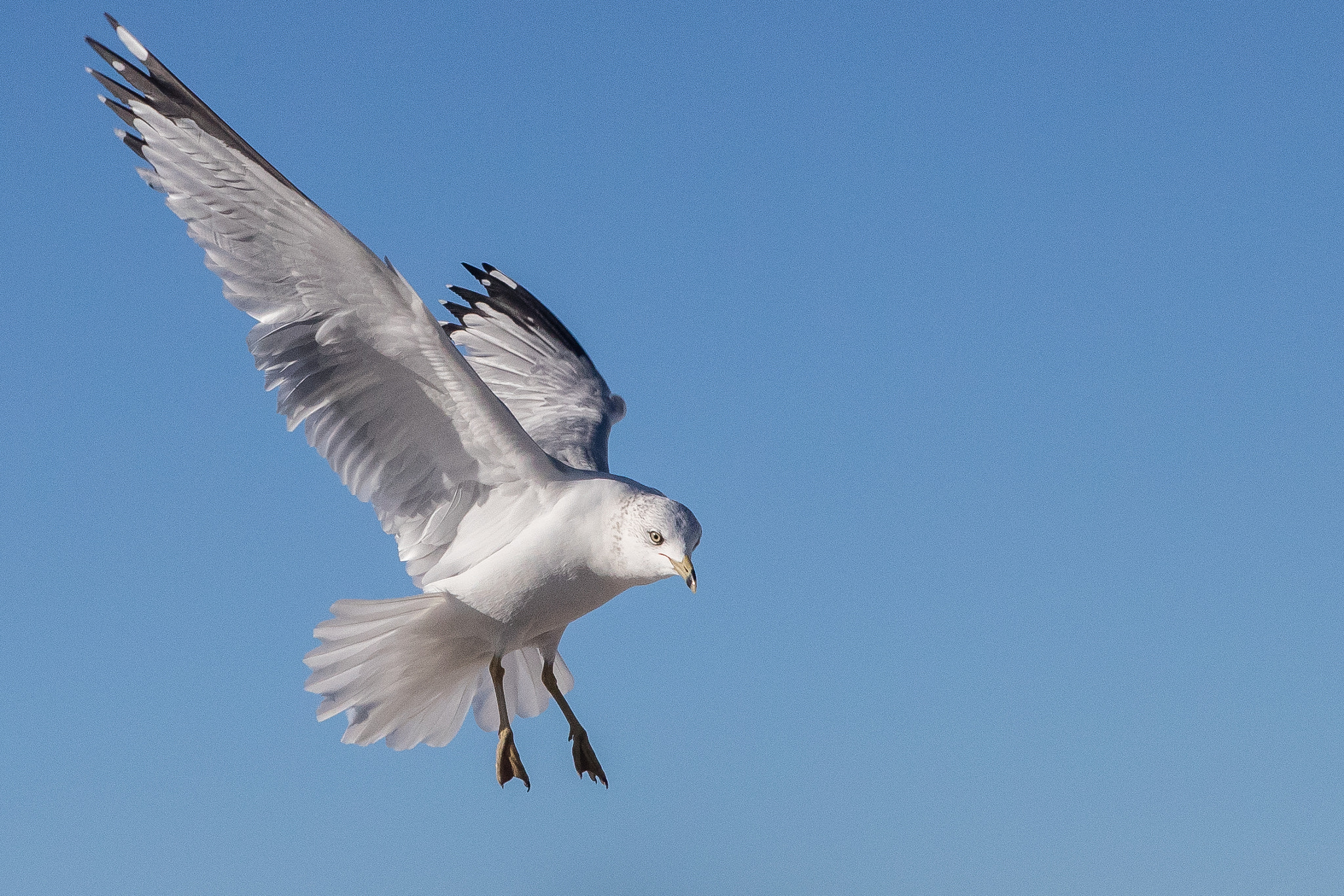 Canon EOS-1D X Mark II + Canon EF 24-70mm F2.8L USM sample photo. Ring-billed gull photography
