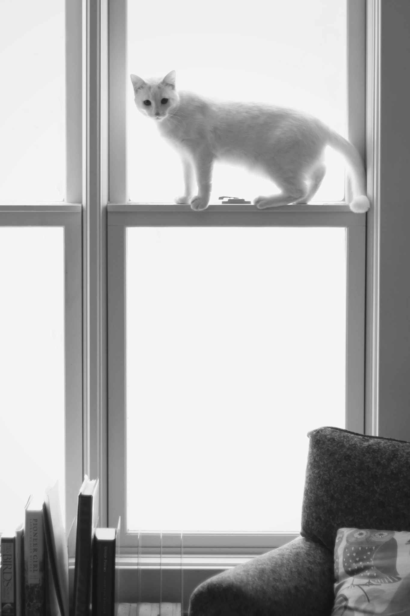 Canon EF 50mm F1.4 USM sample photo. White cat in window photography