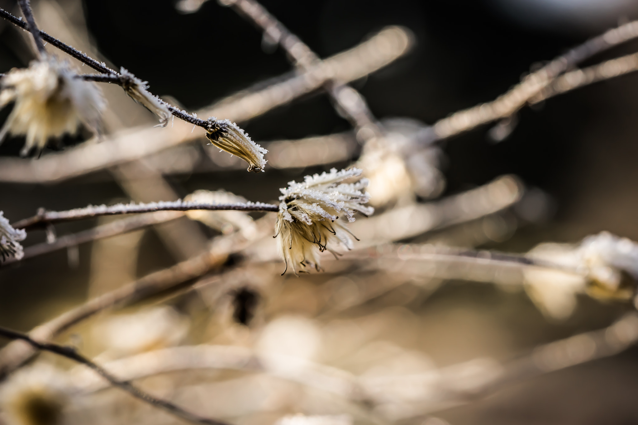 Sony a7 + Sony FE 90mm F2.8 Macro G OSS sample photo. Winter motiv 3 photography