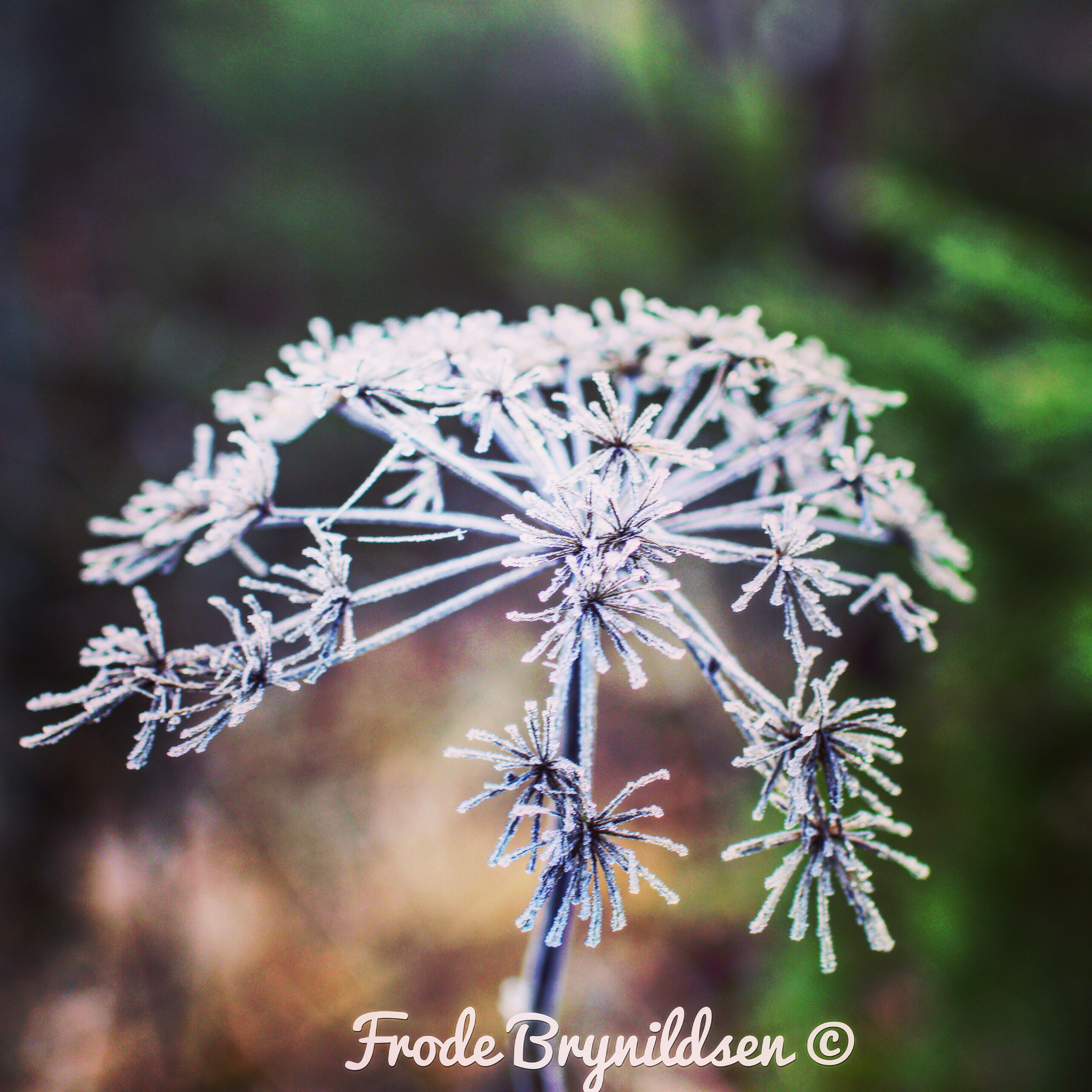 Canon EOS 7D Mark II + Sigma 30mm F1.4 EX DC HSM sample photo. Frost on flowers photography