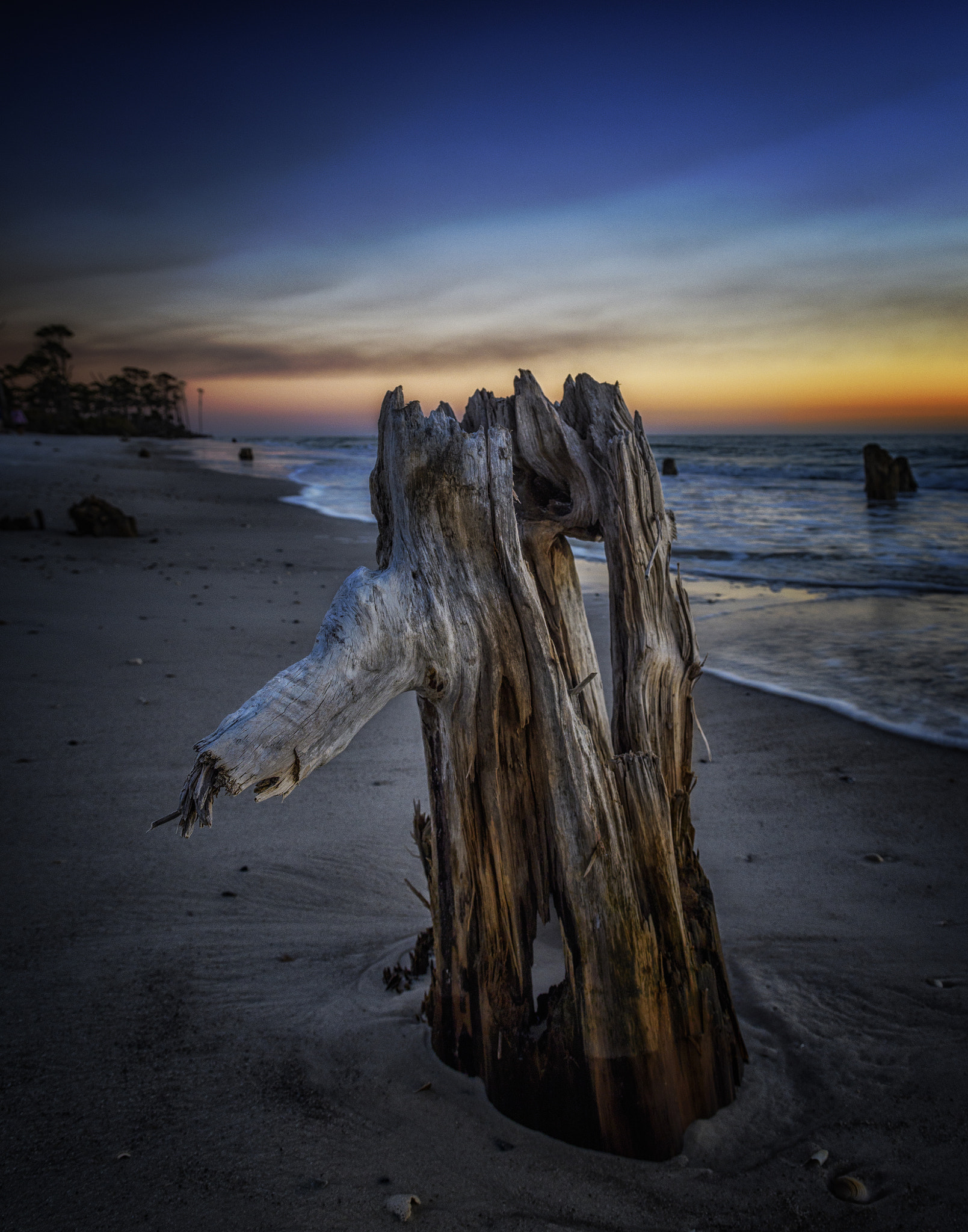 Nikon D500 sample photo. Vanquished, still standing photography