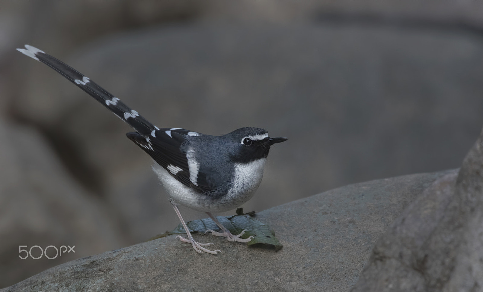 Nikon D750 + Nikon AF-S Nikkor 500mm F4G ED VR sample photo. Slaty-backed forktail photography