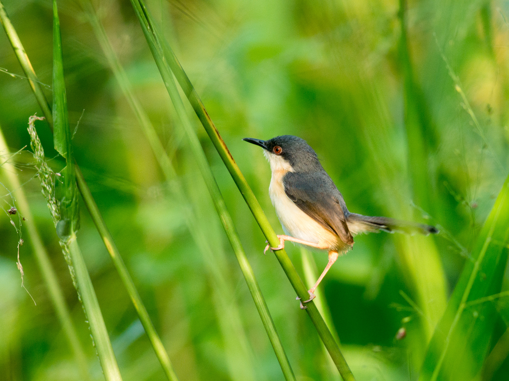 Metabones 400/5.6 sample photo. Ashy wren-warbler photography