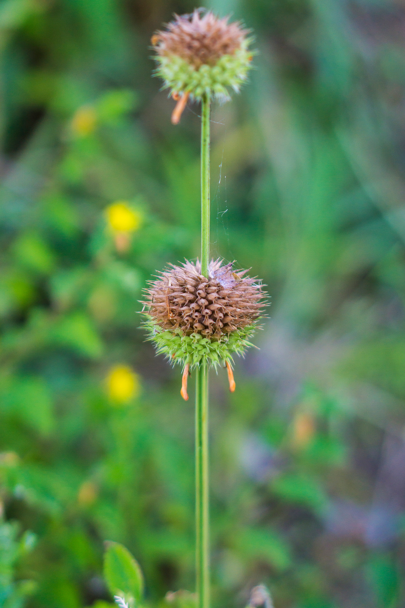 Sony a6000 + Sony Sonnar T* FE 55mm F1.8 ZA sample photo. Wild flower photography