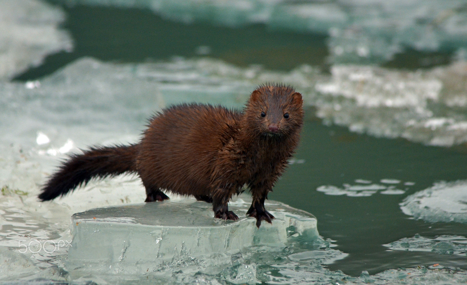 Nikon D7000 sample photo. American mink photography