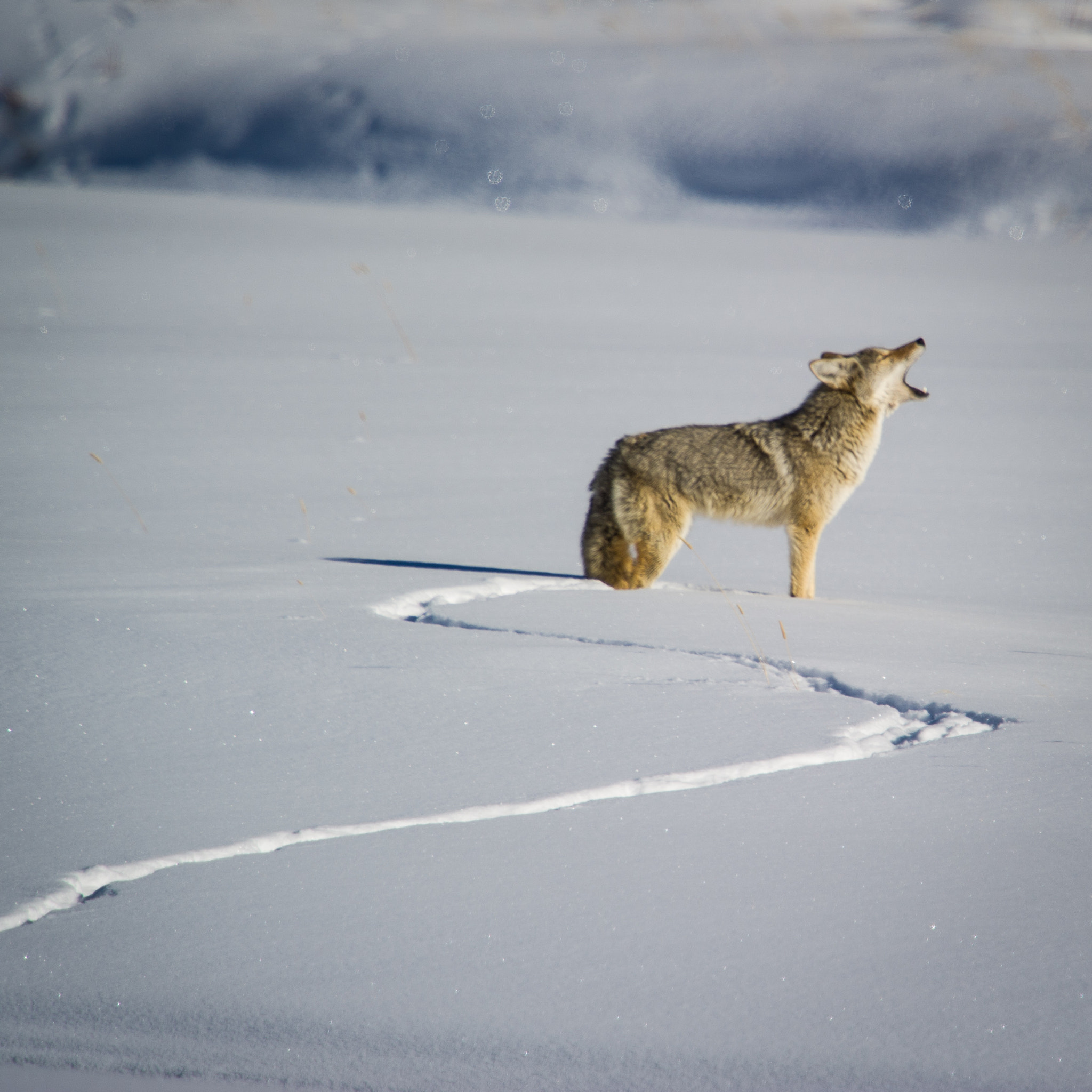 Nikon D3S + Nikon AF-S Nikkor 600mm F4G ED VR sample photo. Coyote calling the pack photography