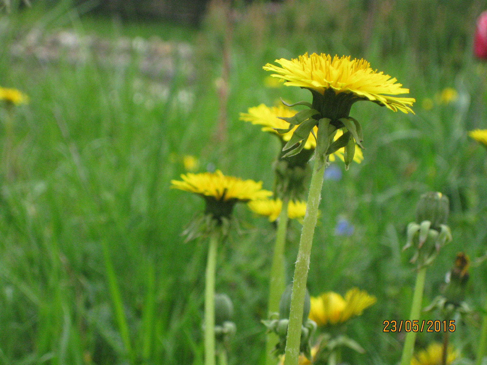 Canon PowerShot SD770 IS (Digital IXUS 85 IS / IXY Digital 25 IS) sample photo. Dandelion photography