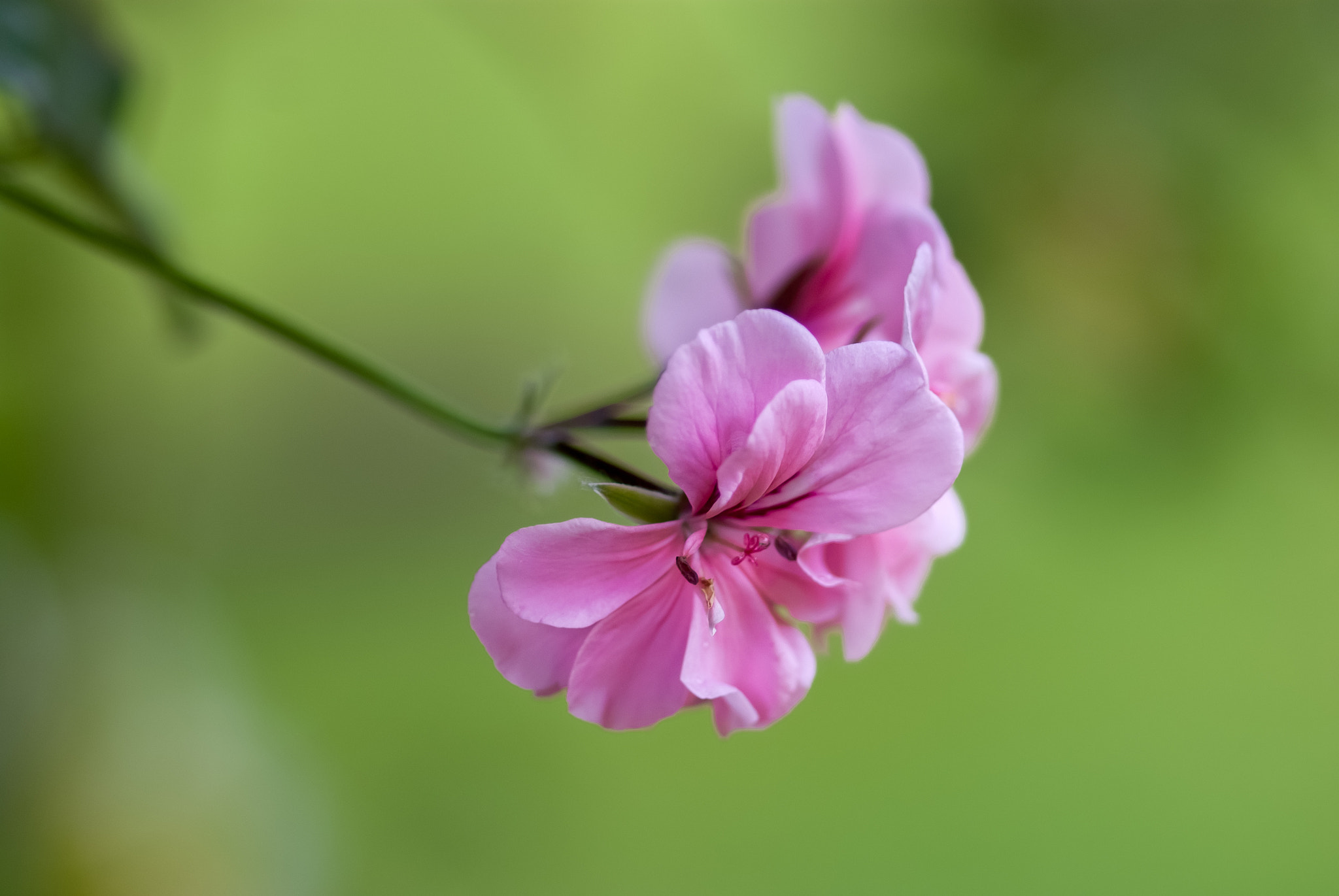 Sony Alpha DSLR-A200 + Sony 100mm F2.8 Macro sample photo. Geranio rosa photography