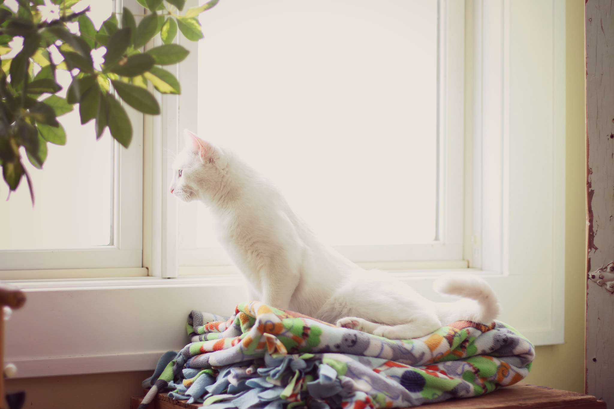 Canon EF 50mm F1.4 USM sample photo. If only... photography