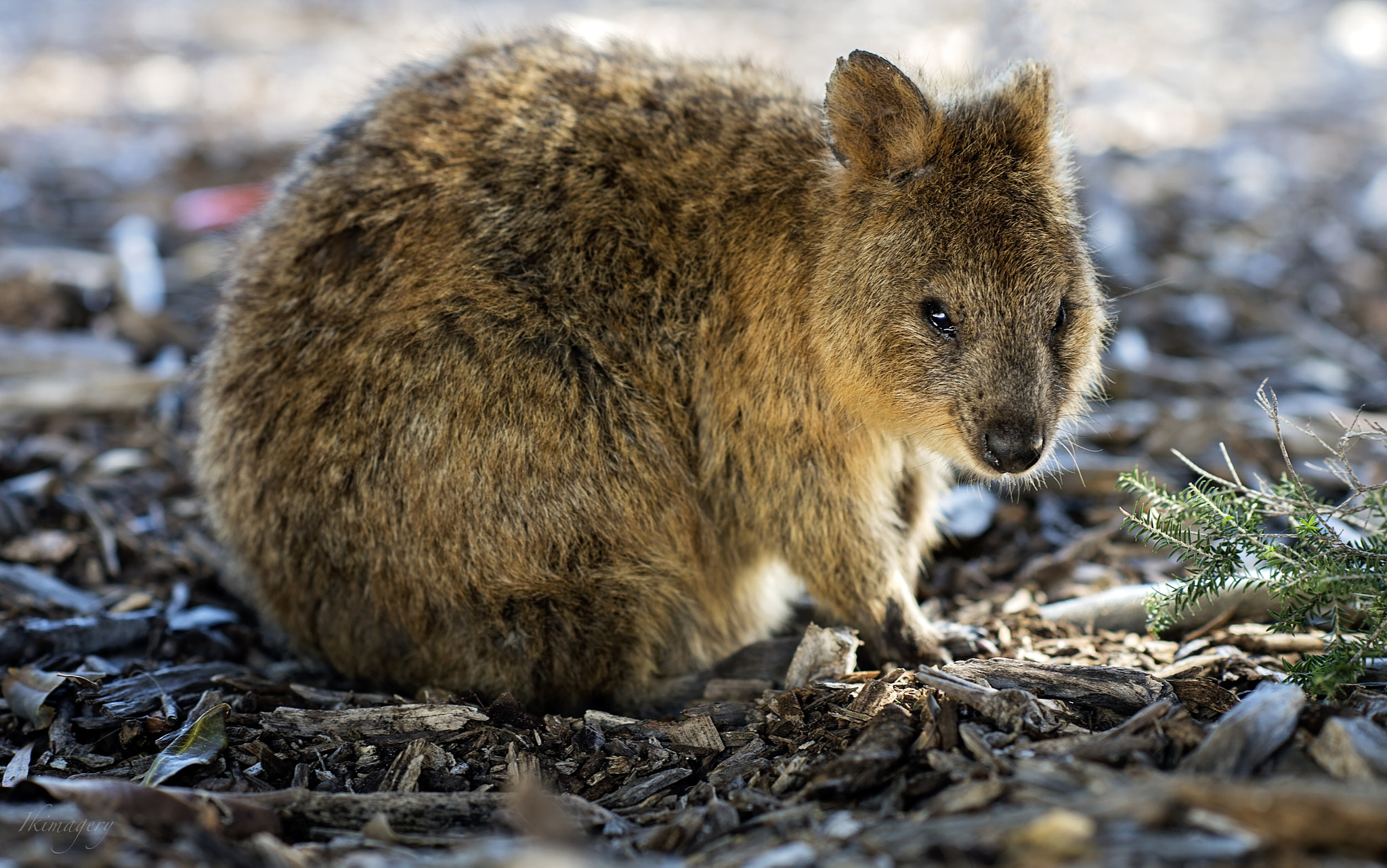Nikon D4 + Nikon AF-S Nikkor 85mm F1.4G sample photo. Rottnest lone quokka photography