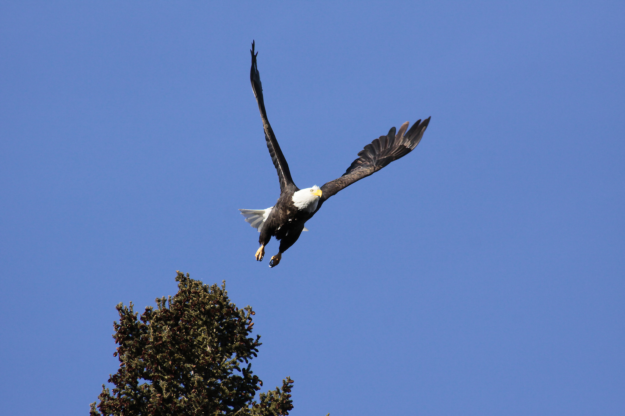 Canon EF 75-300mm f/4-5.6 USM sample photo. Flight wonderment photography