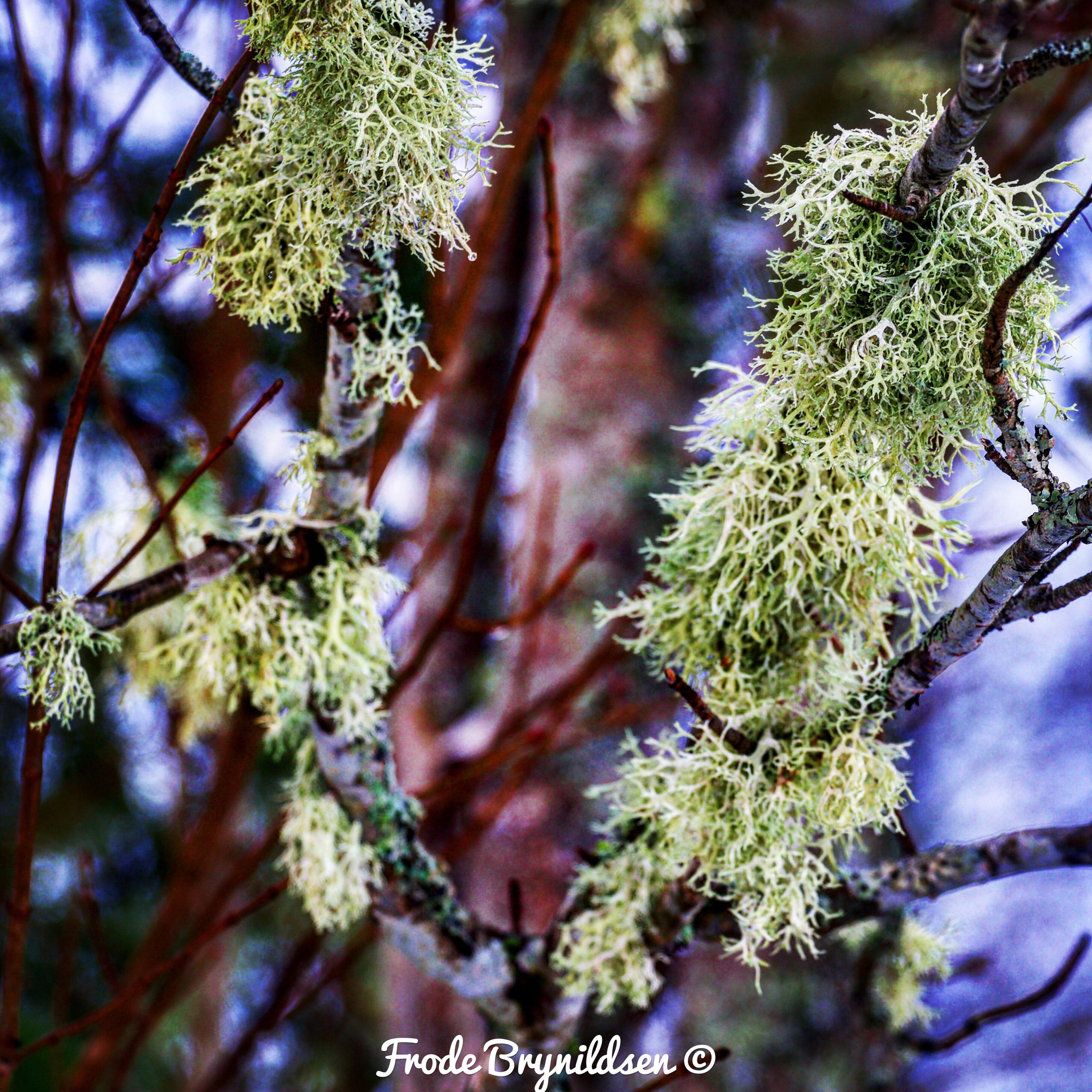 Canon EF 70-200mm F4L USM sample photo. Close up picture of a tree. photography