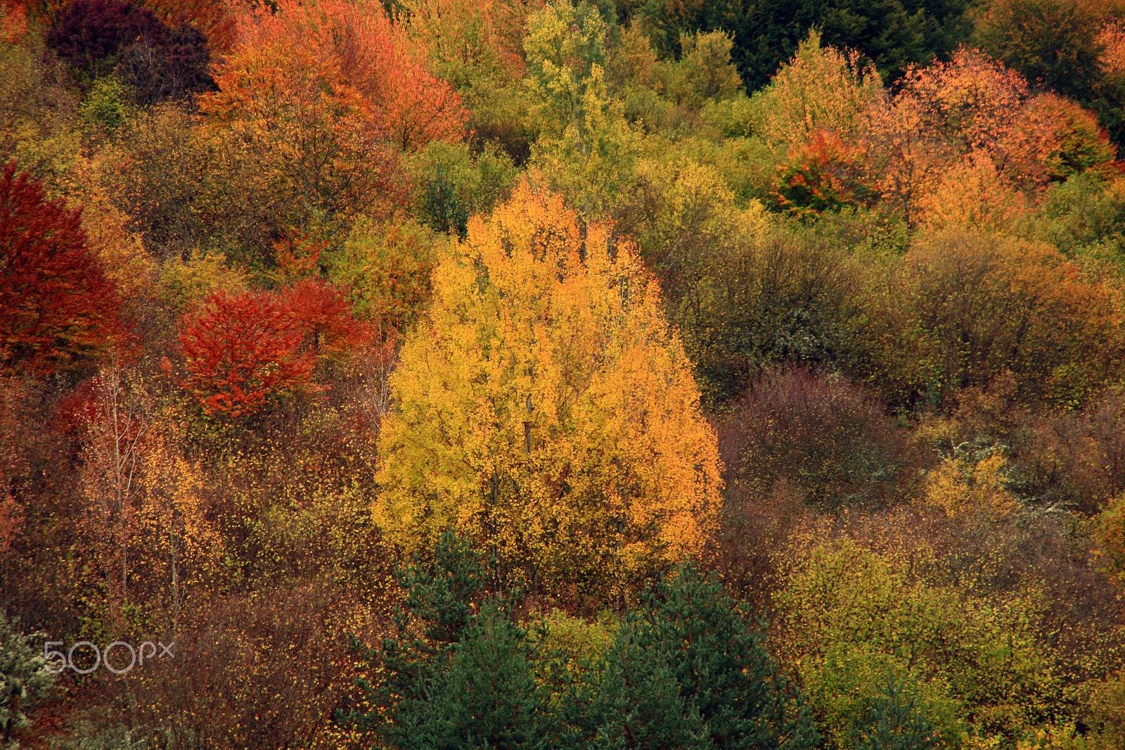 Canon EOS 400D (EOS Digital Rebel XTi / EOS Kiss Digital X) sample photo. Autumn tree colours photography