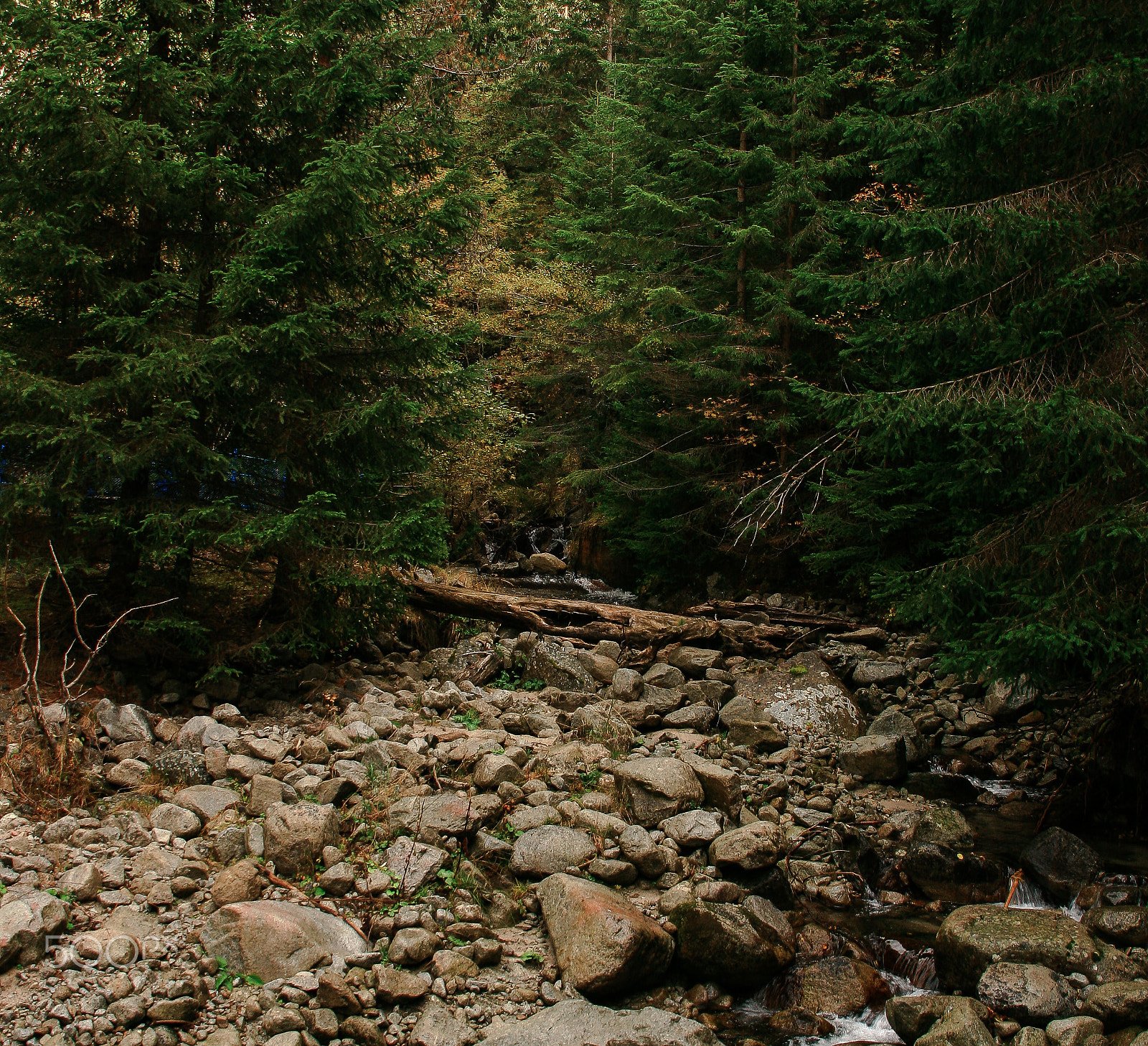 Sigma 18-200mm f/3.5-6.3 DC OS sample photo. Forest and water photography