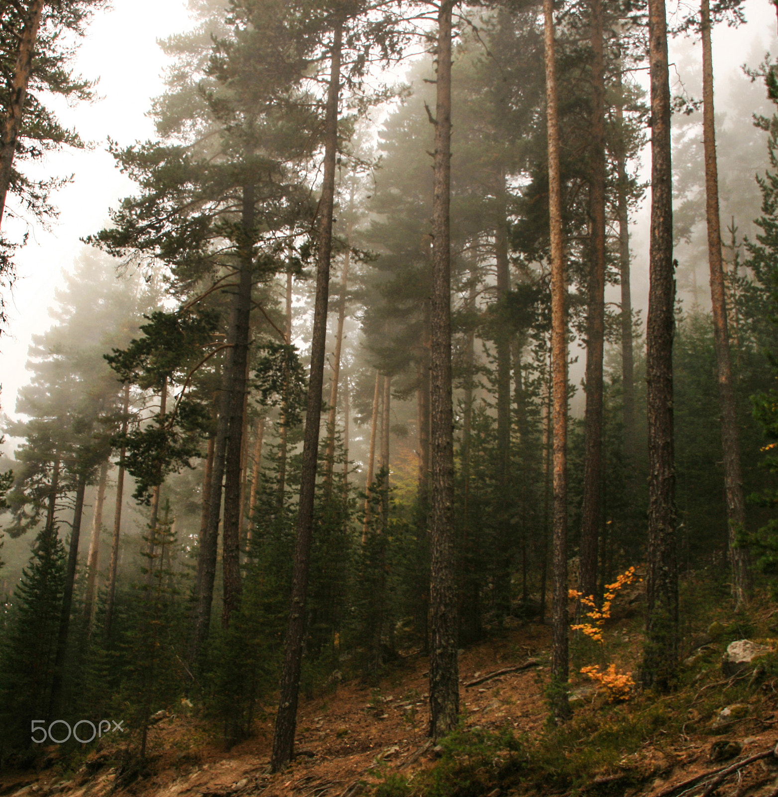 Canon EOS 400D (EOS Digital Rebel XTi / EOS Kiss Digital X) sample photo. Foggy forest photography