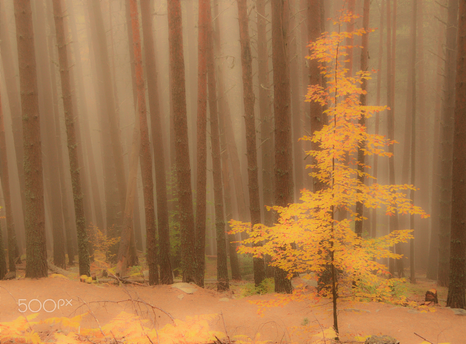 Sigma 18-200mm f/3.5-6.3 DC OS sample photo. Yellow tree photography