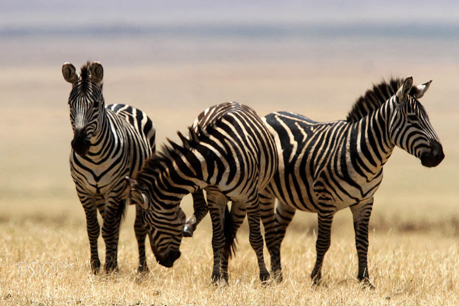 Canon EF 300mm F2.8L IS USM sample photo. Tanzanie photography