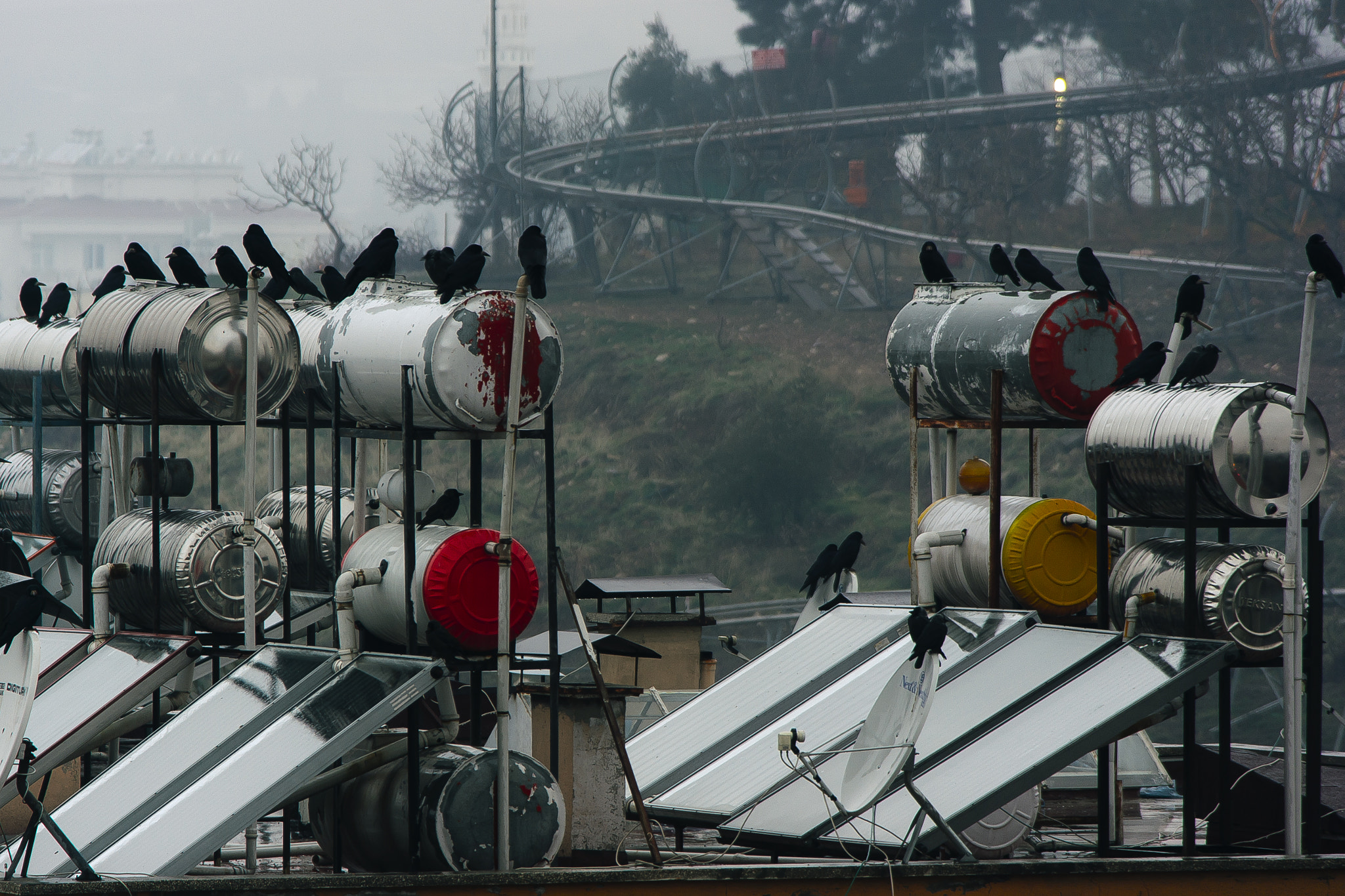 Samsung NX1000 + Samsung NX 50-200mm F4-5.6 ED OIS sample photo. Crow photography