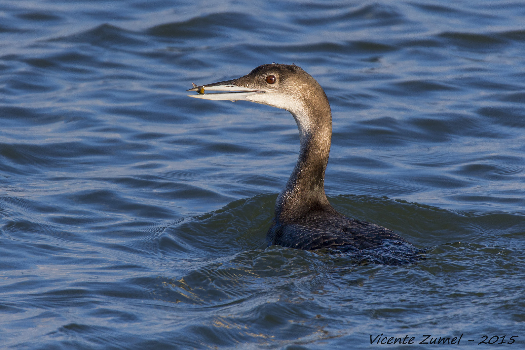 Tamron SP 150-600mm F5-6.3 Di VC USD sample photo. Meager reward photography