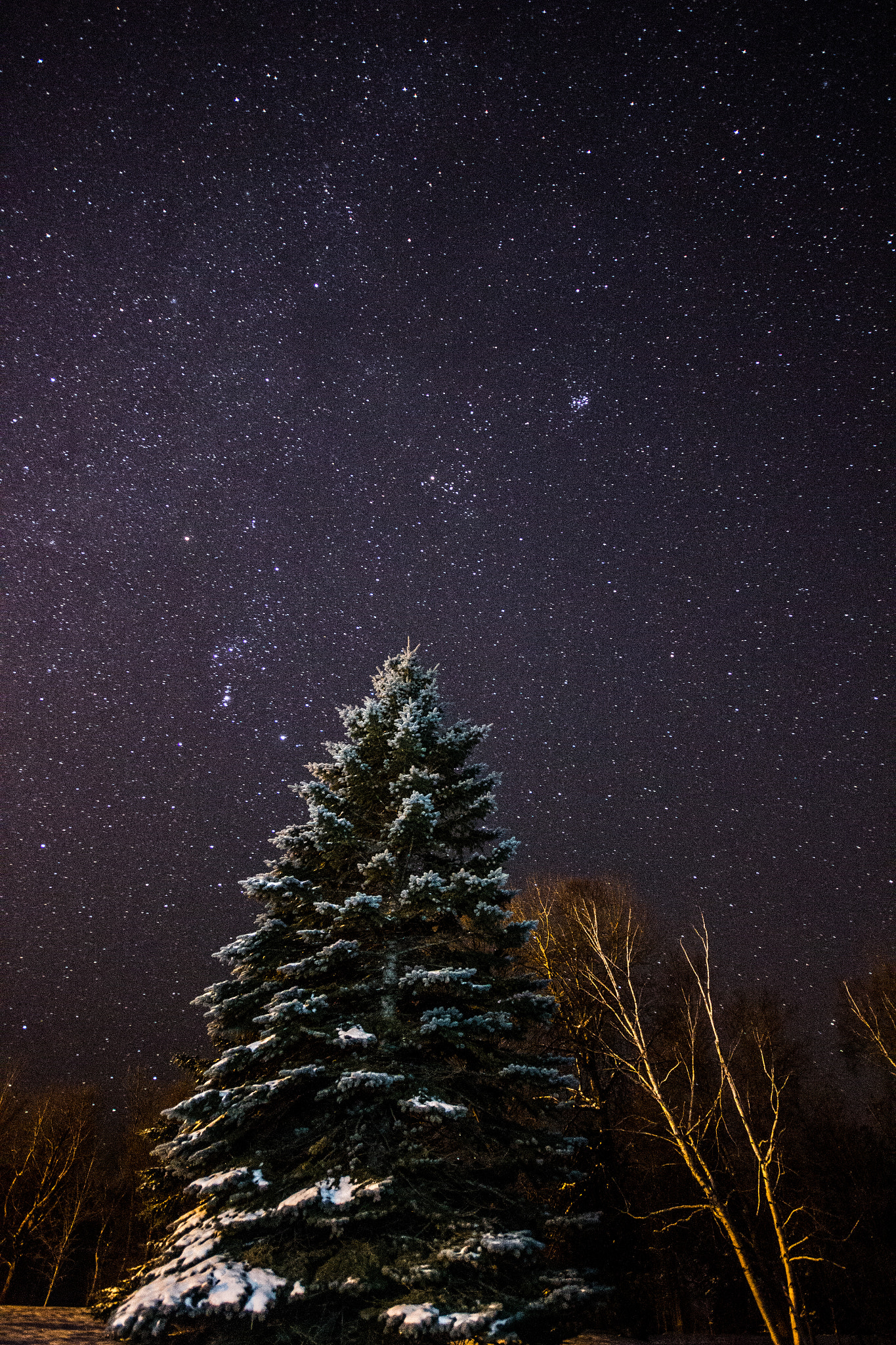Canon EOS 550D (EOS Rebel T2i / EOS Kiss X4) + Sigma 10-20mm F4-5.6 EX DC HSM sample photo. Stars, trees and snow photography