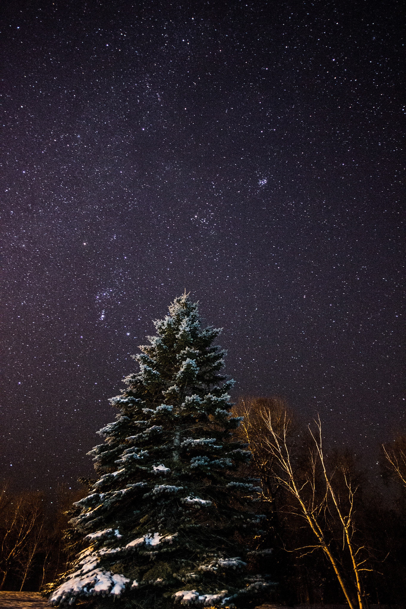 Sigma 10-20mm F4-5.6 EX DC HSM sample photo. Stars, trees and snow photography